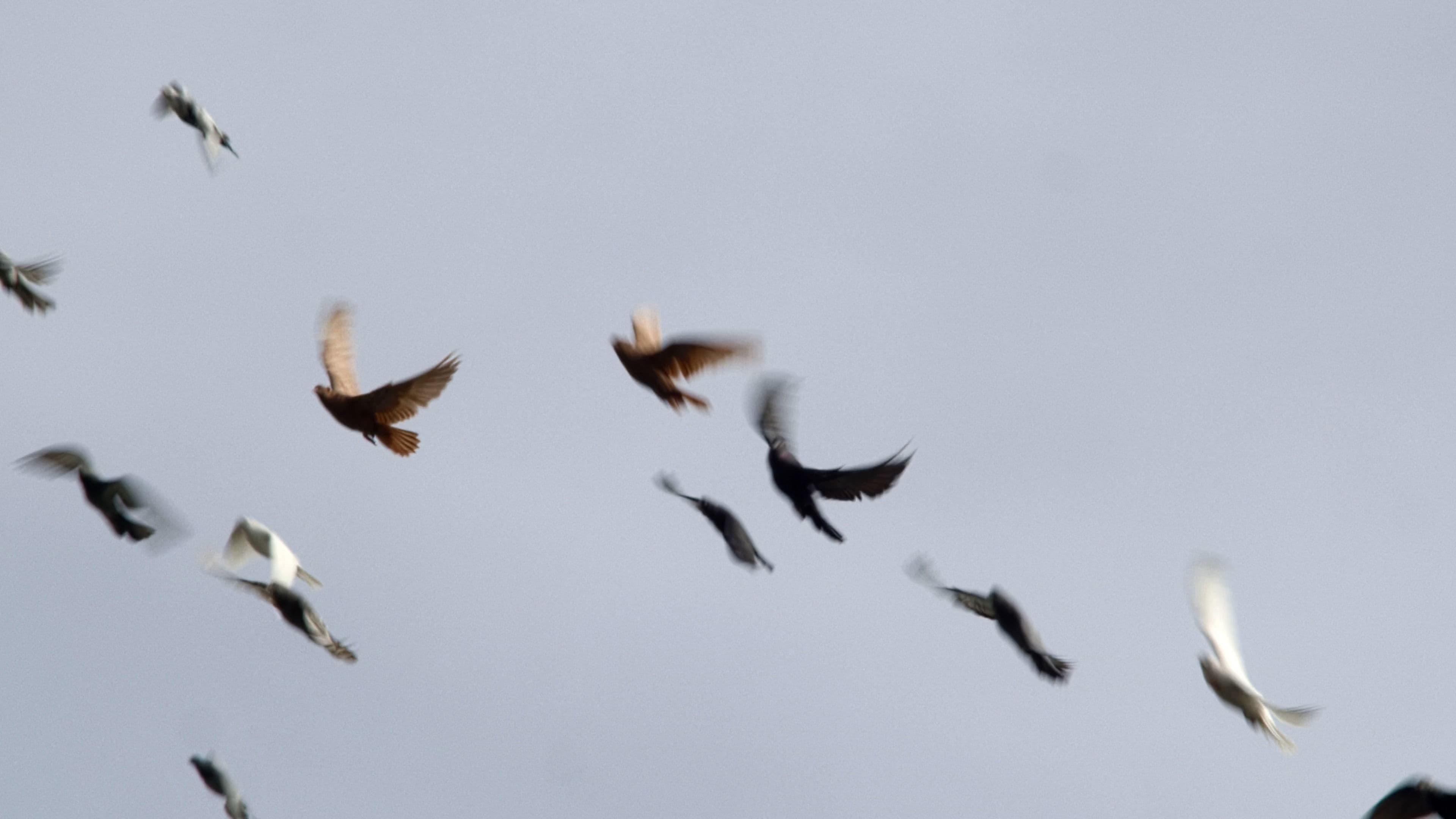 Голубівники Києва