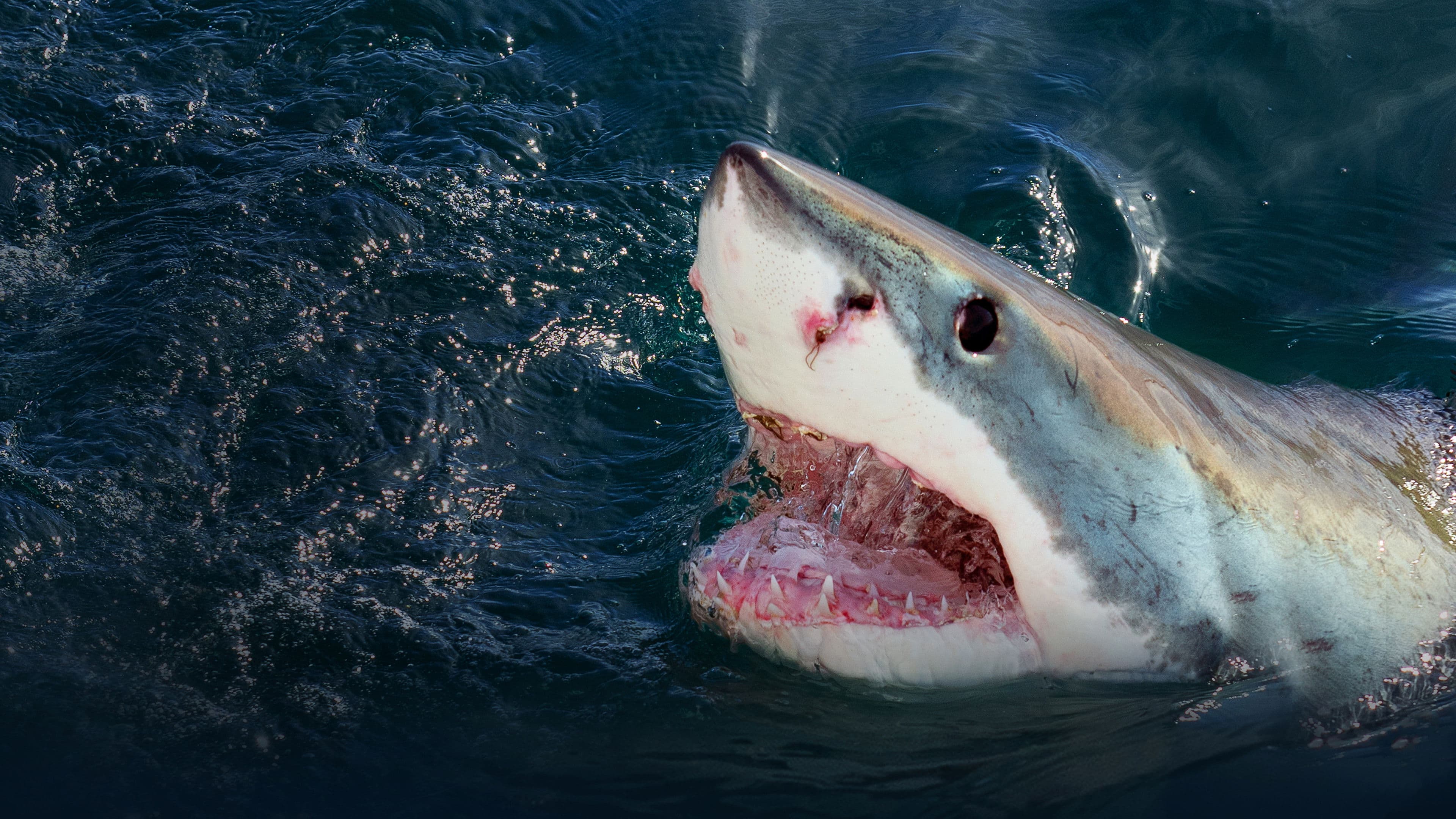 Auf der Spur der Killerhaie