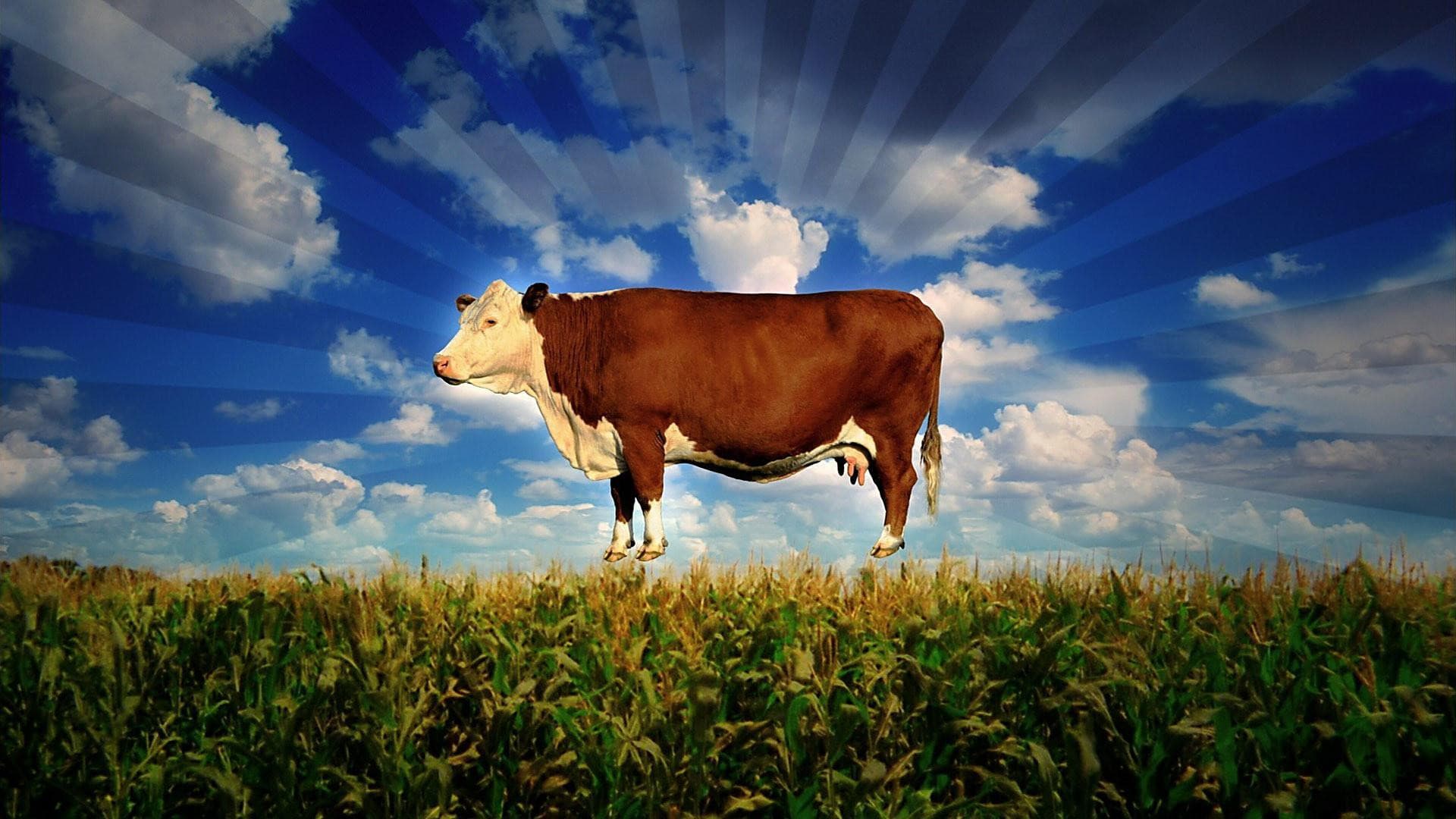 Food, Inc. - Was essen wir wirklich?