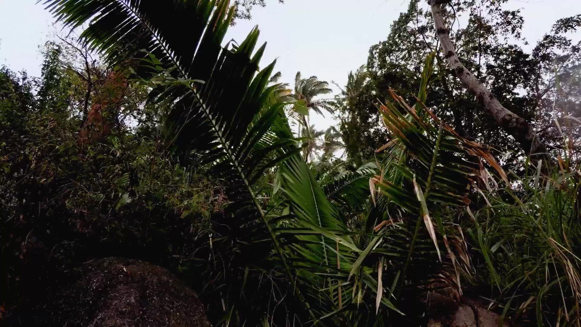 Die Jahreszeiten in der Wildnis