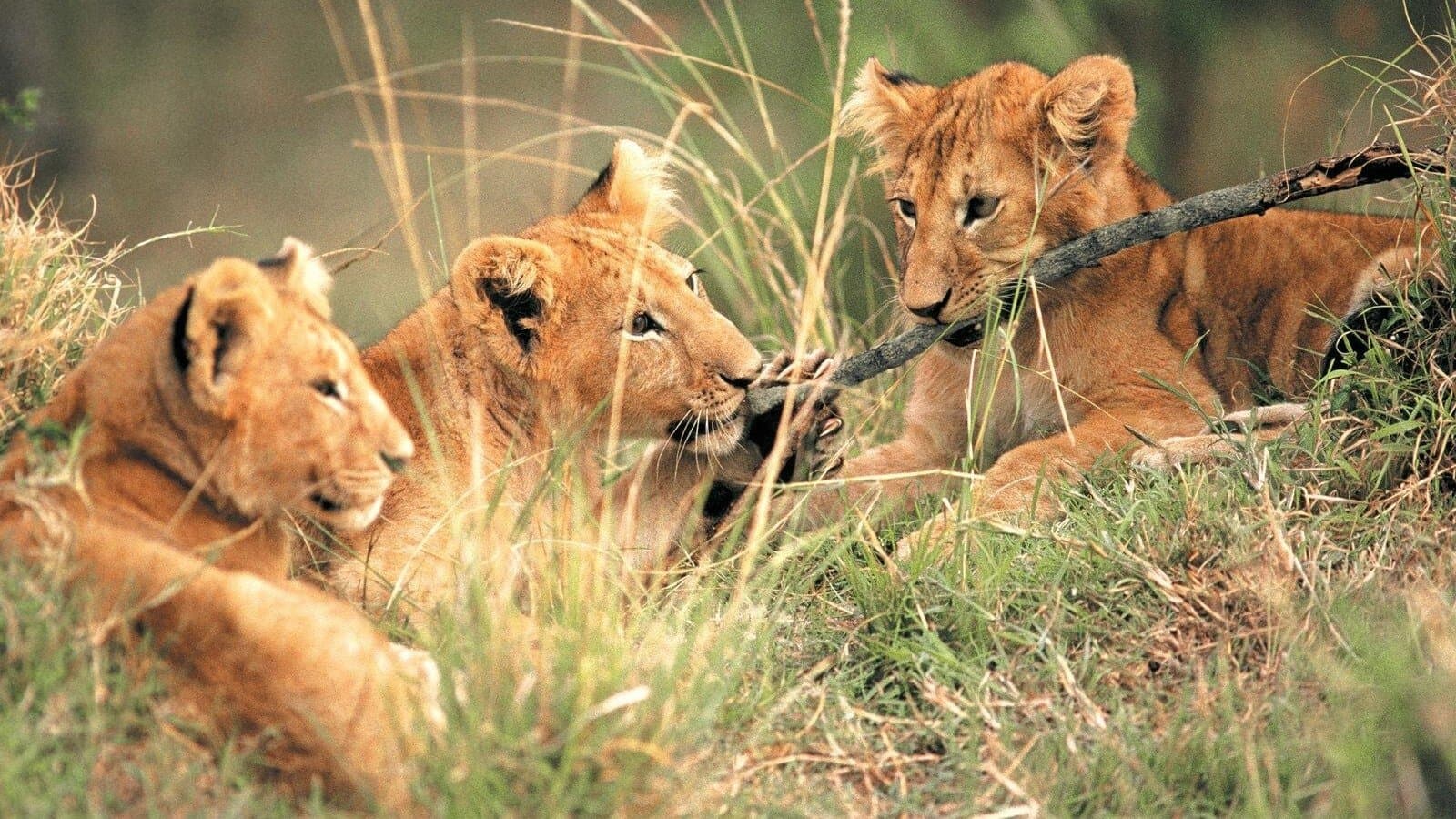 Drei Strolche in der Wildnis