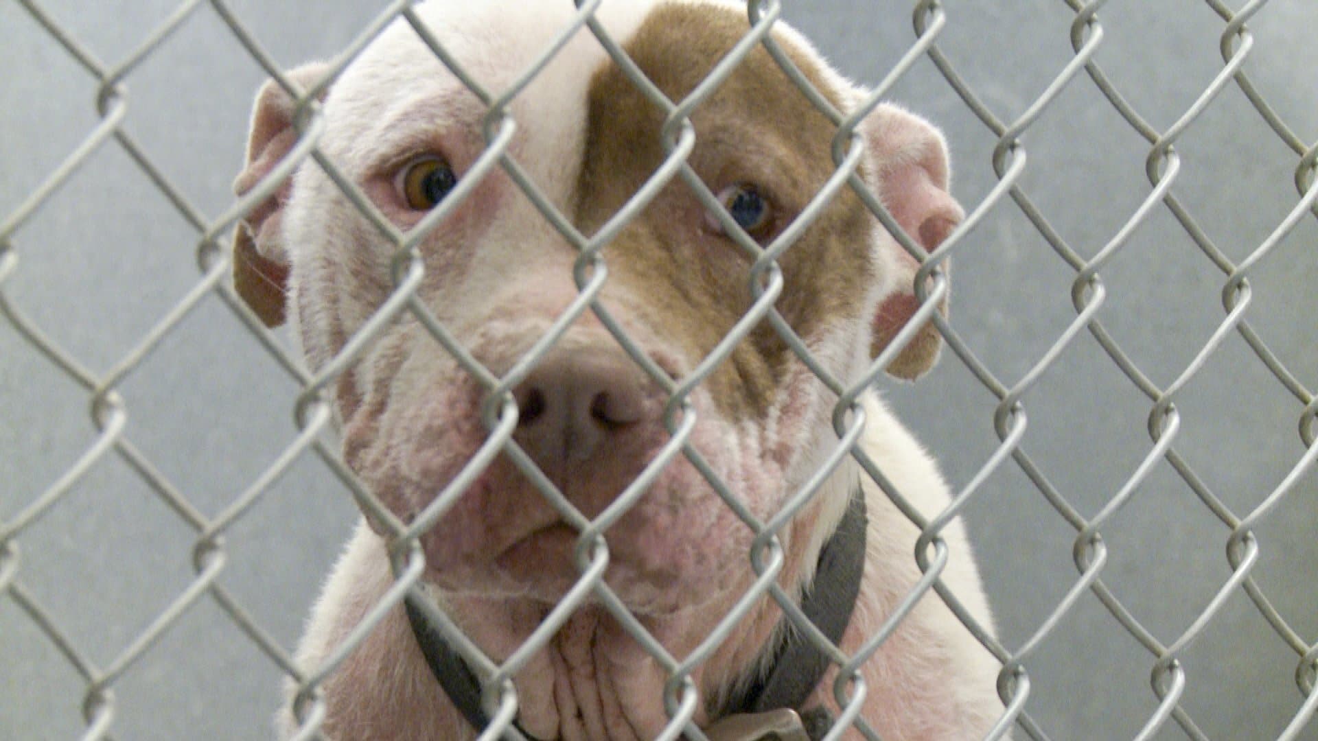 One Nation Under Dog:  Stories of Fear, Loss and Betrayal