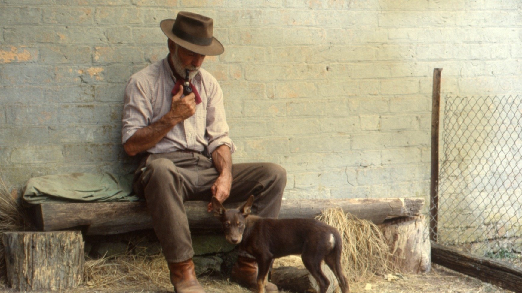 Dusty, der Wüstenhund