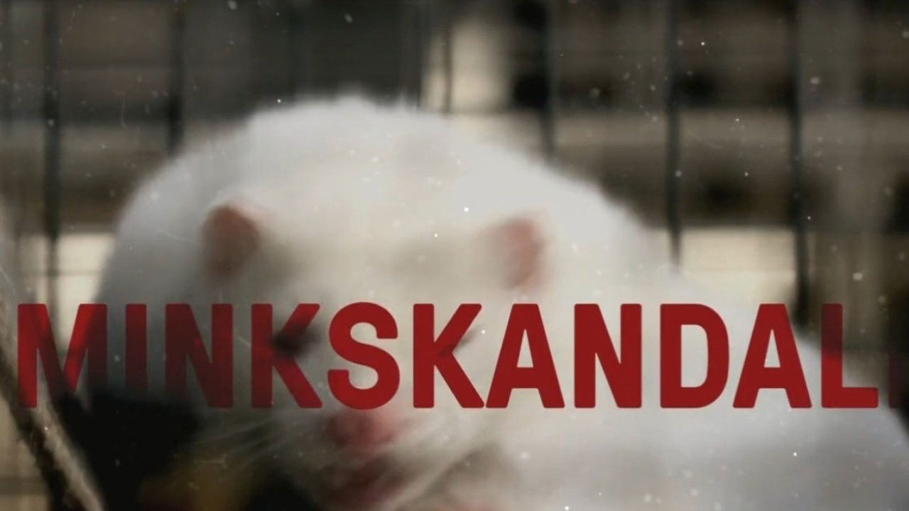 Minkskandalen - afgørelsens time