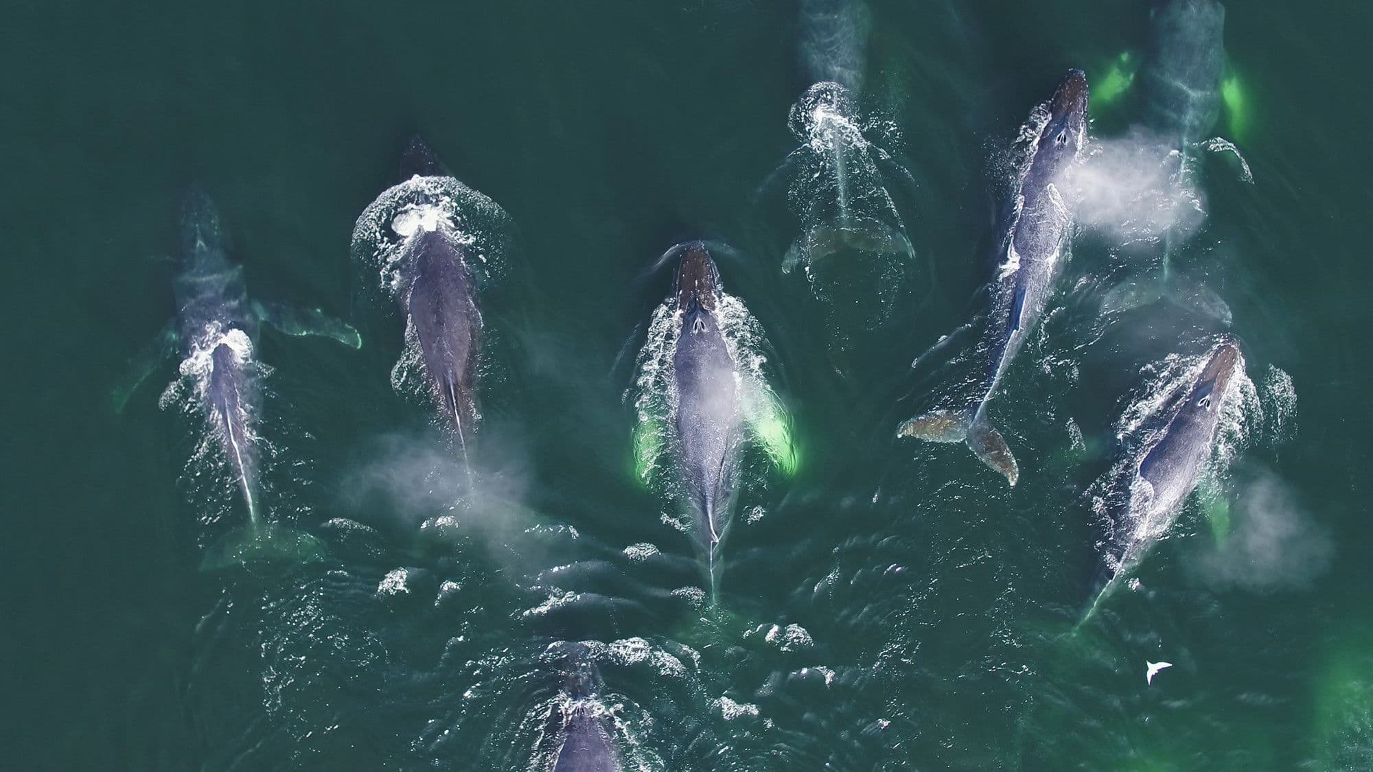 Les super-prédateurs des mers