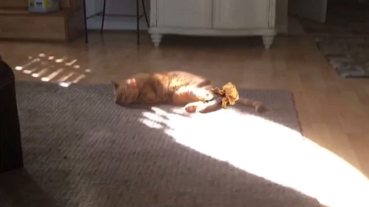 The Adventures of Murphy the Cat #10