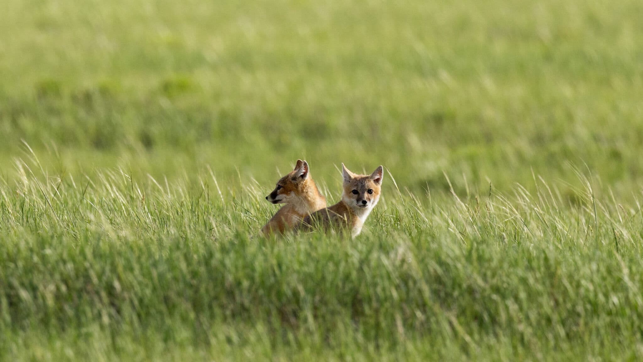 The Return of NĂłouhĂ h-Tokaâna
