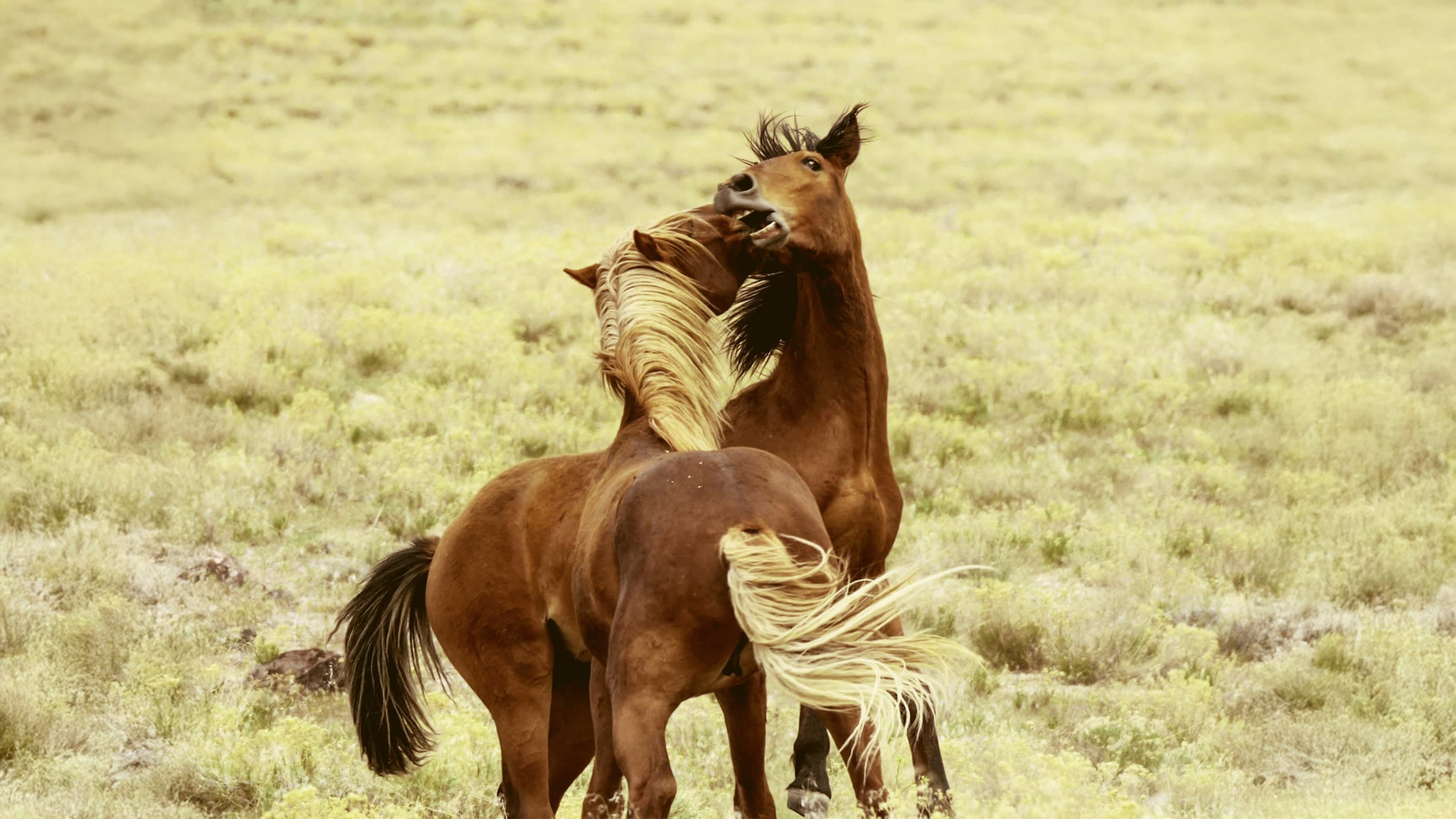 Battle of the Alphas