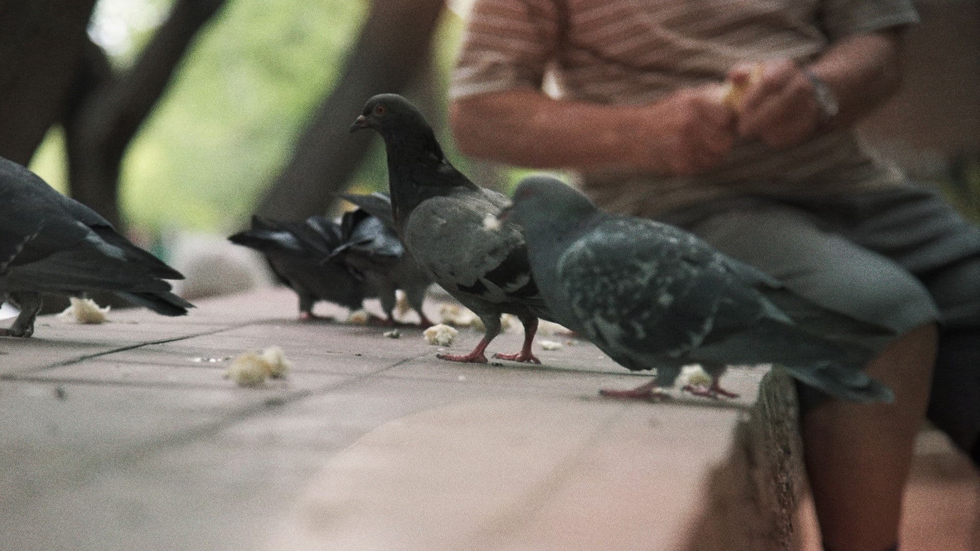 Buscando al Hombre Paloma