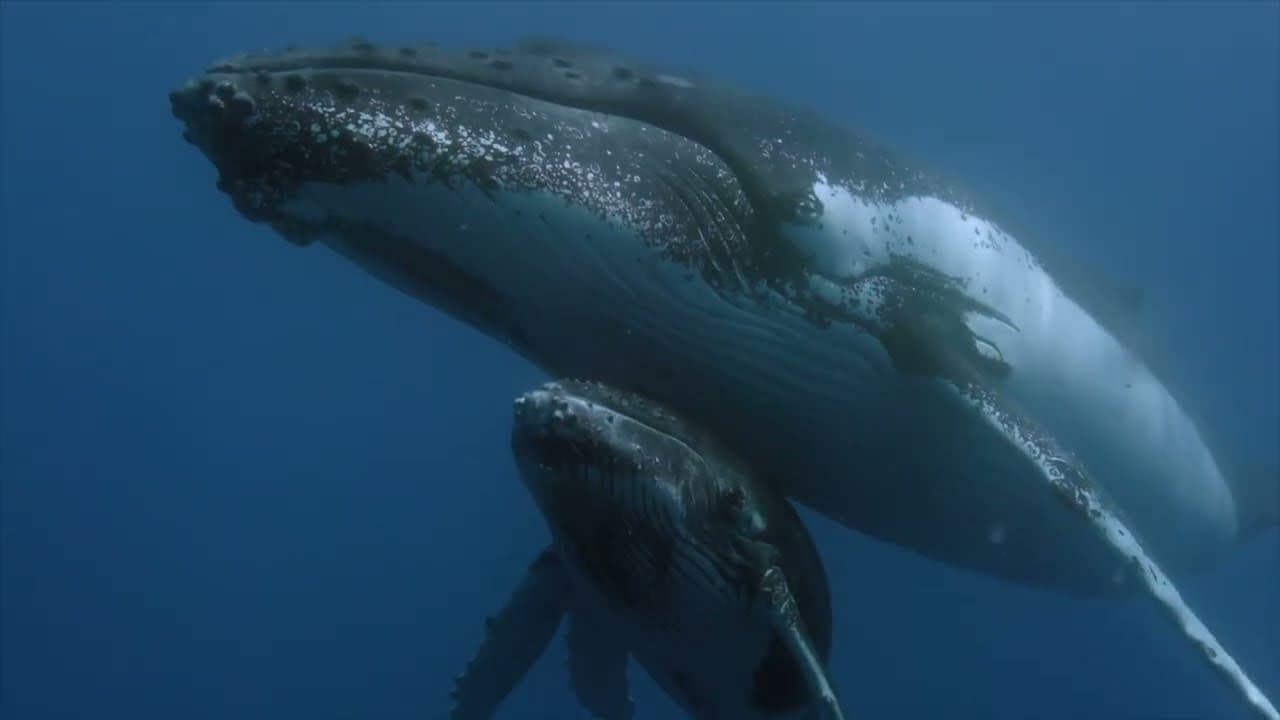 Schildkröten und Wale - Botschafter der Meere
