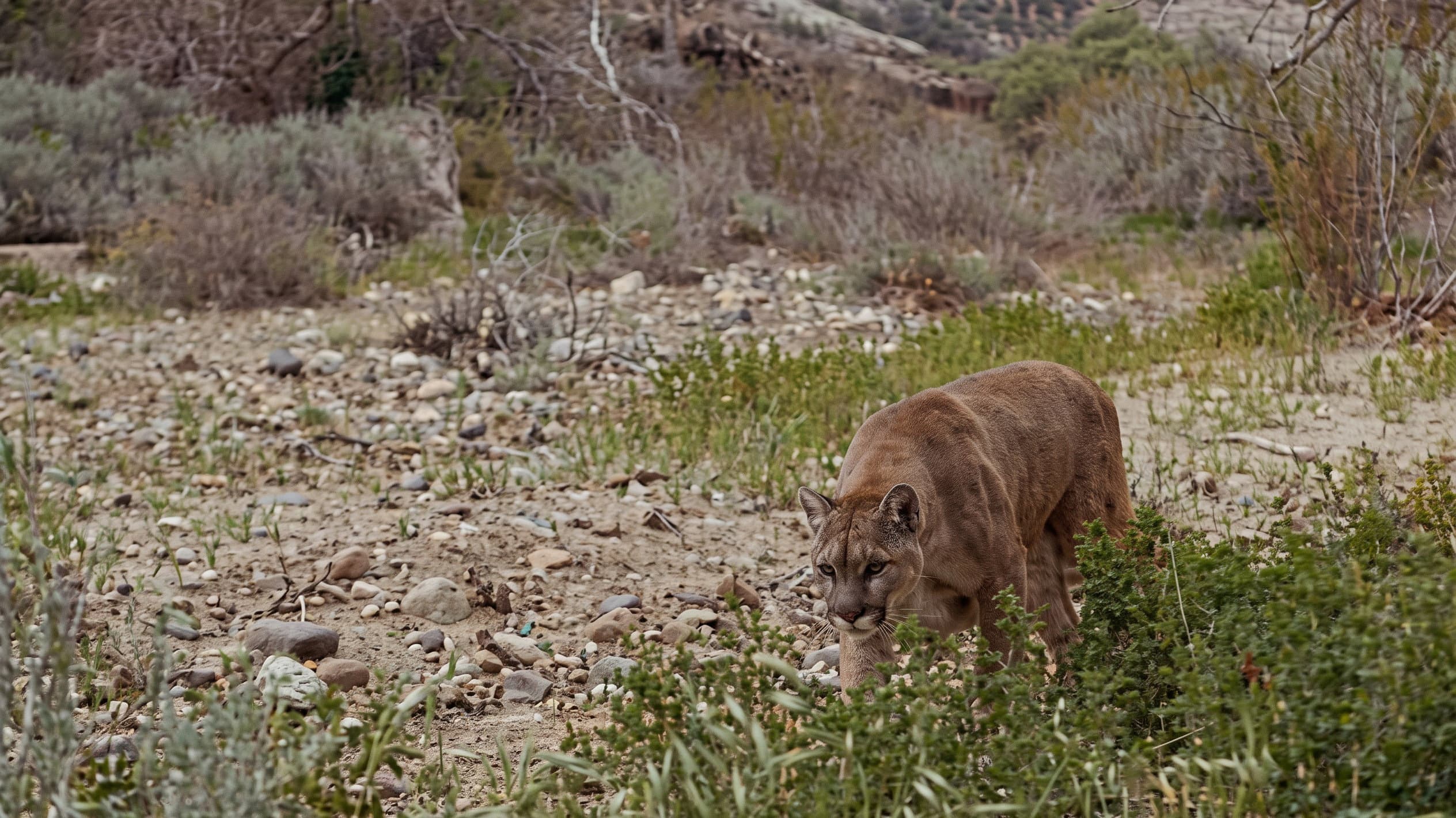 Lassie geht eigene Wege