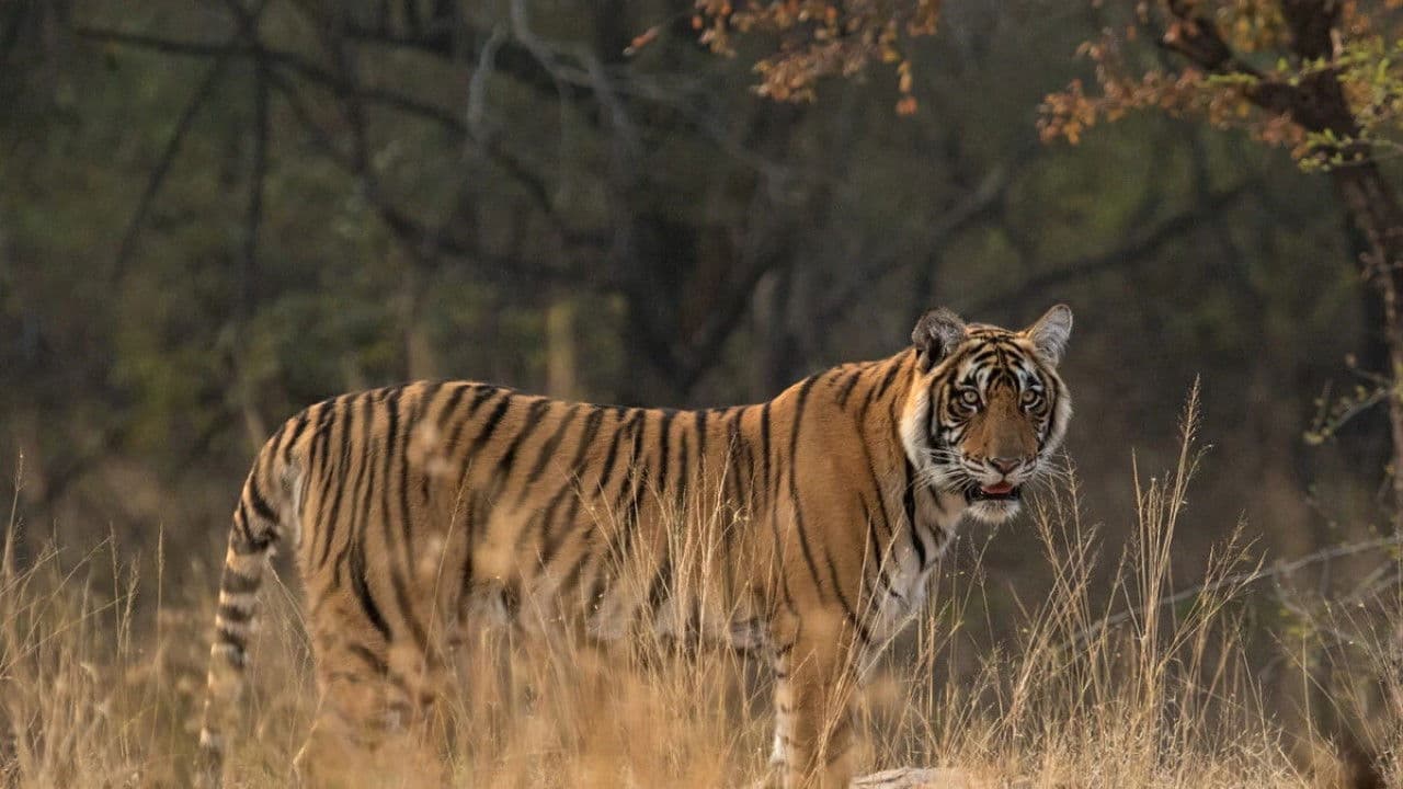 Freie Bahn für Wildtiere