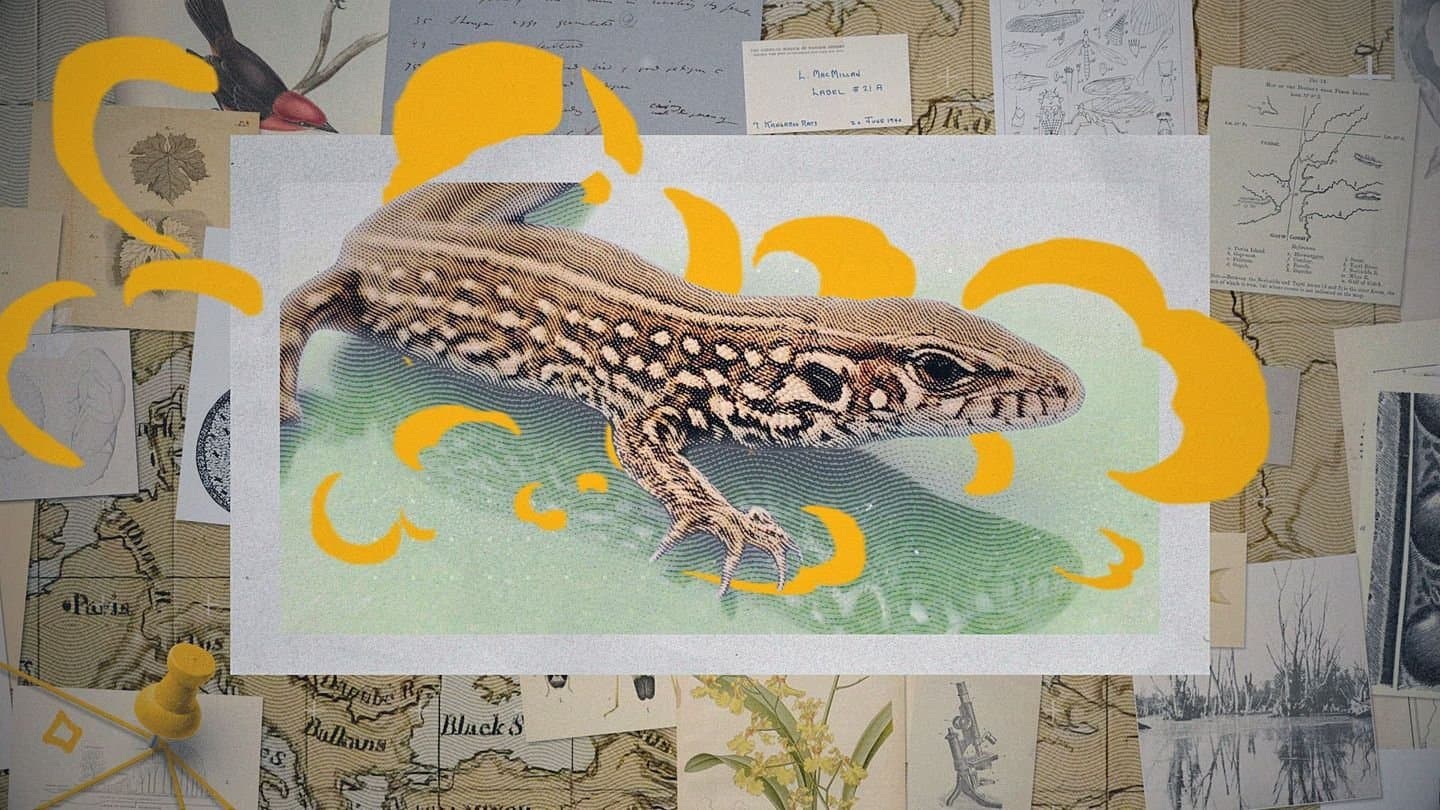 Darwin Express - Evolution in Rekordzeit