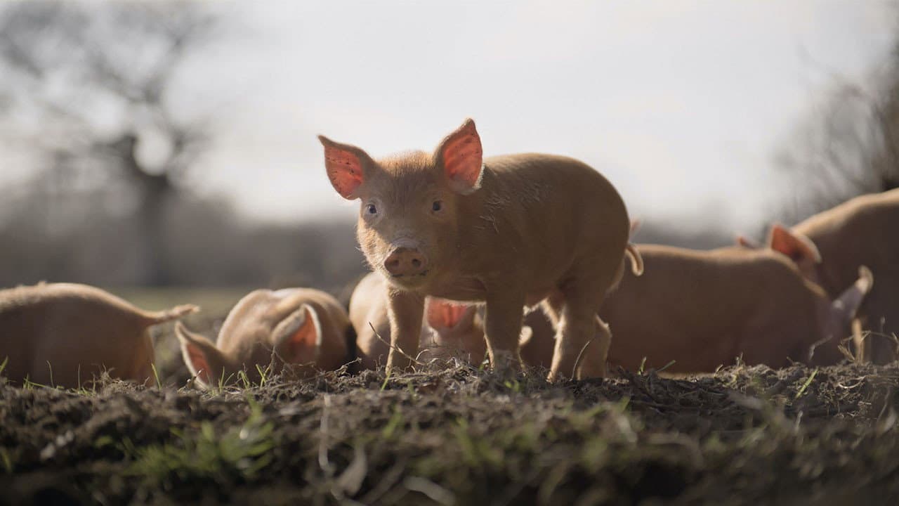 Wildes Land - Die Rückkehr der Natur