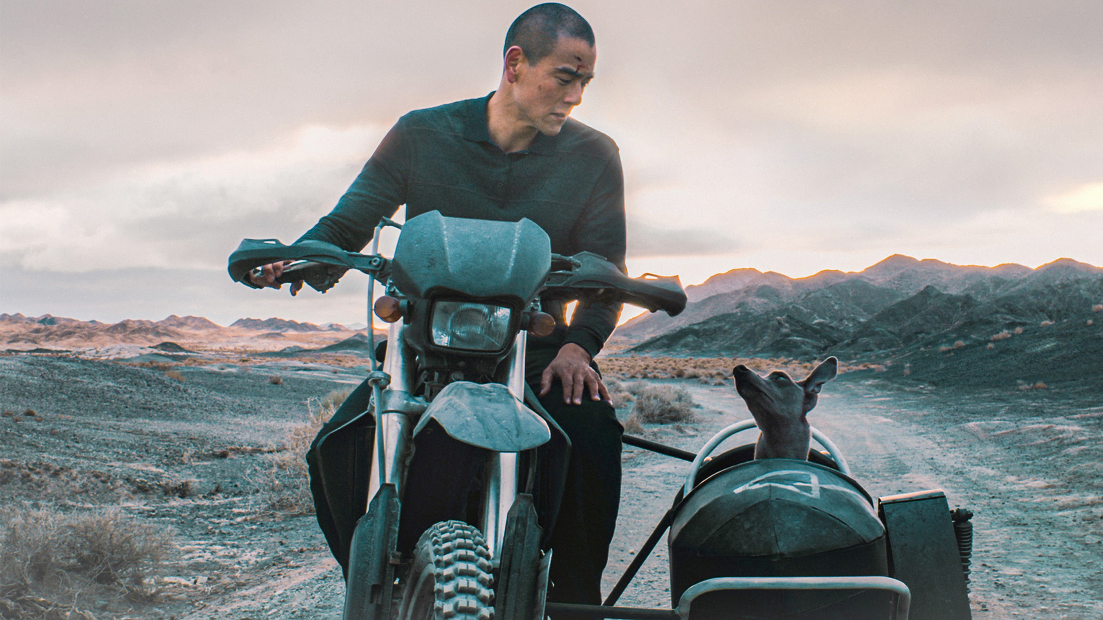 Black Dog - Weggefährten