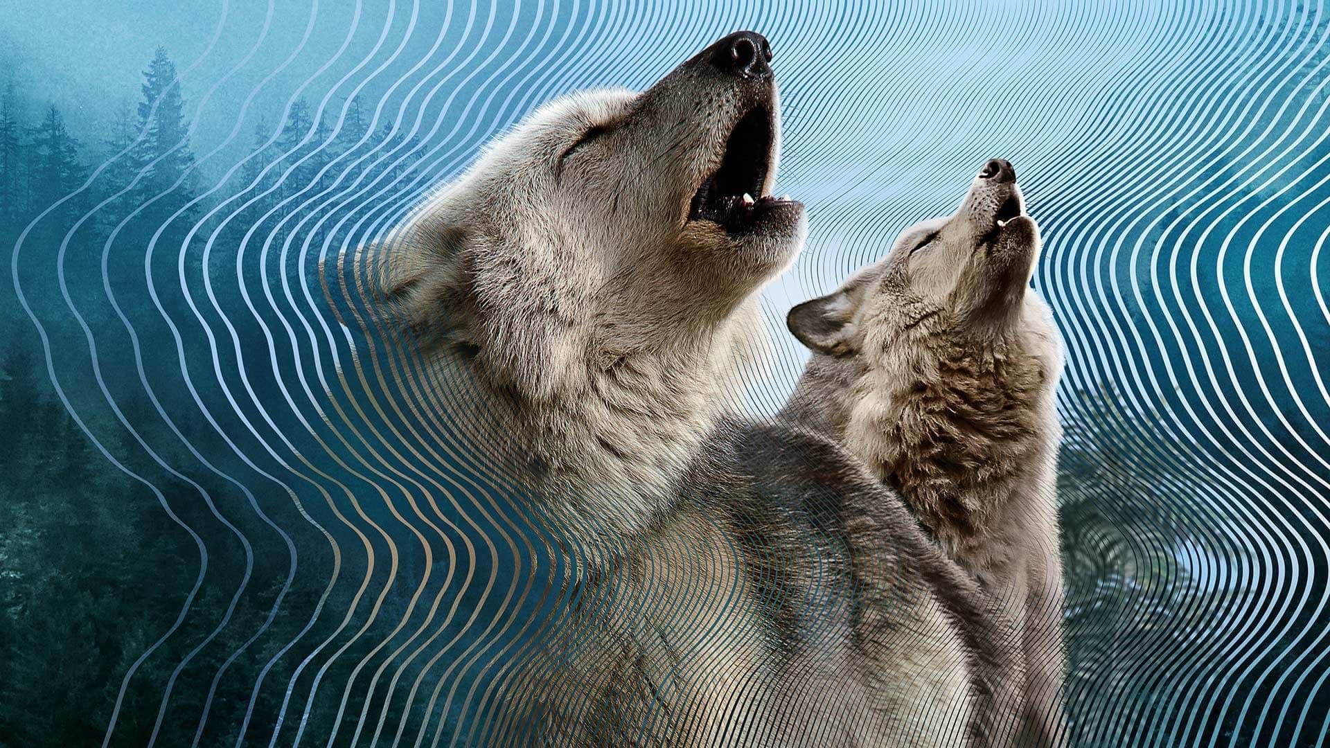 Die geheime Welt der Klänge mit David Attenborough