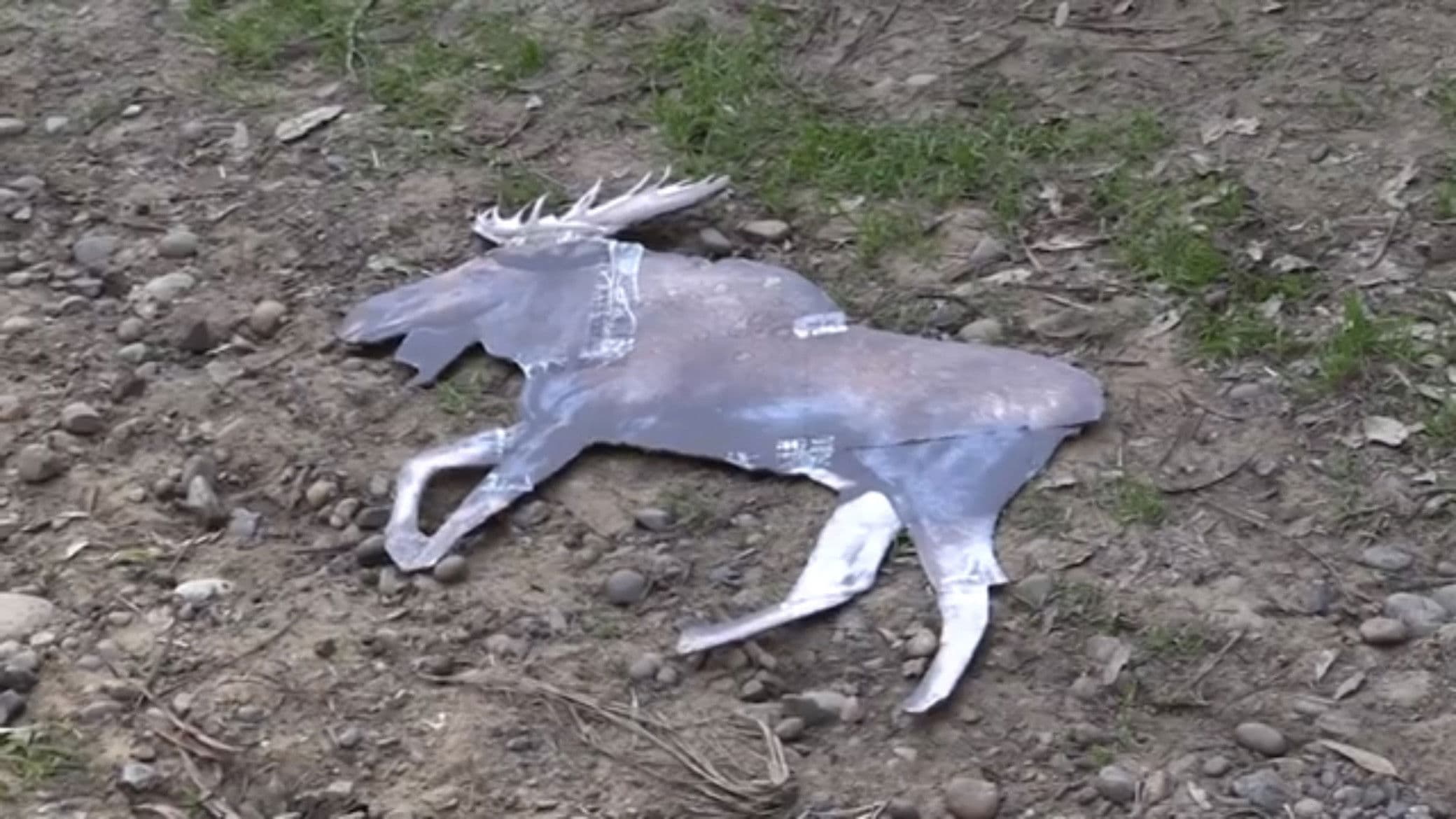 ARGYLE JENKINS: INTERNATIONAL MOOSE CATCHER