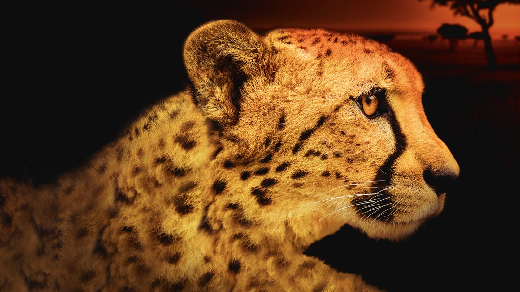 Afrikas tödlichste Jäger