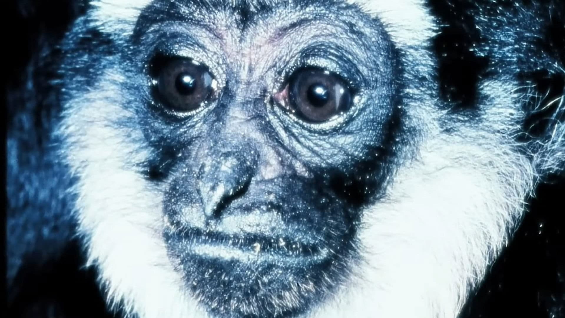 Gibbons: The Forgotten Apes In Peril