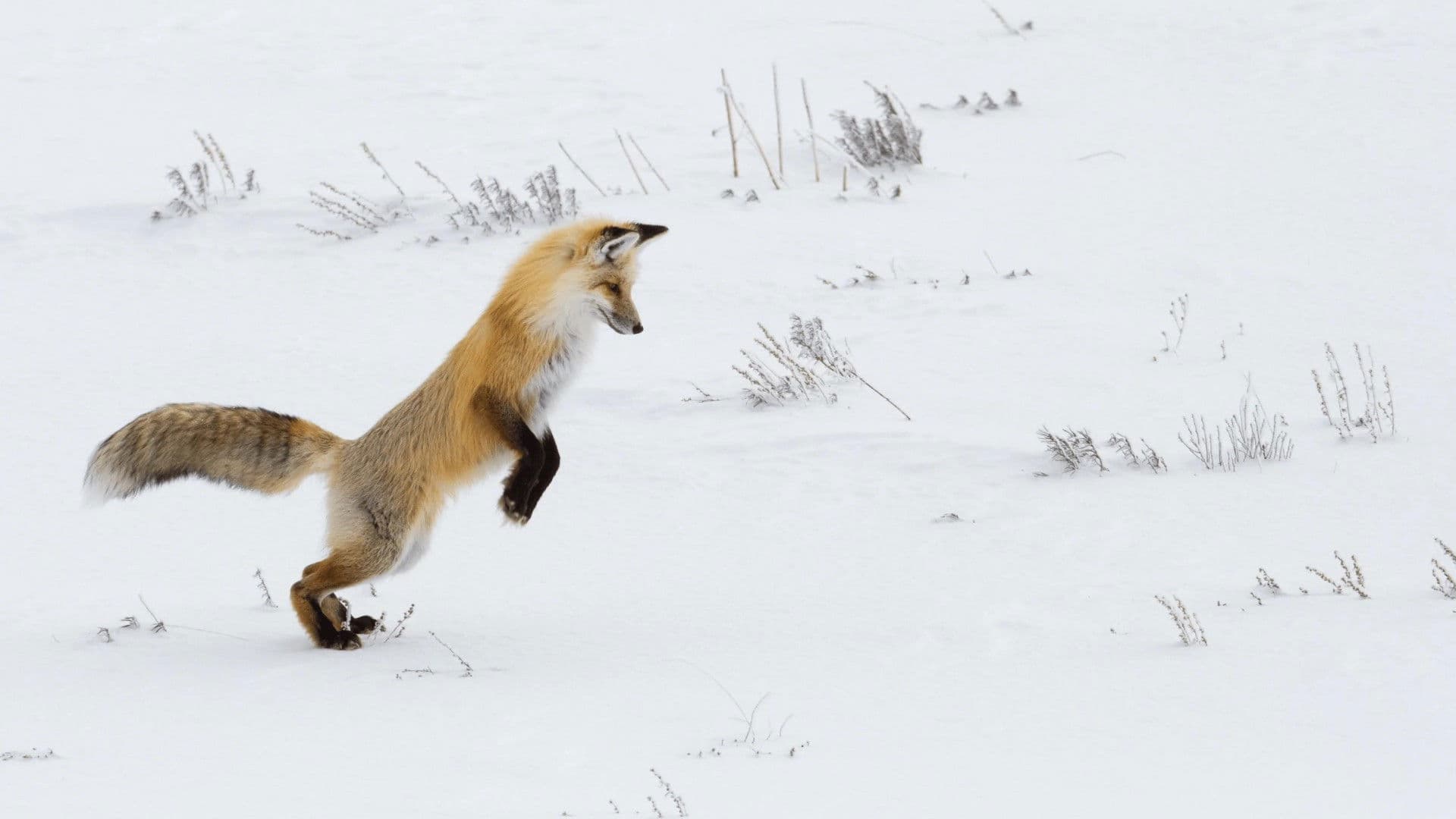 Der Clan der Füchse