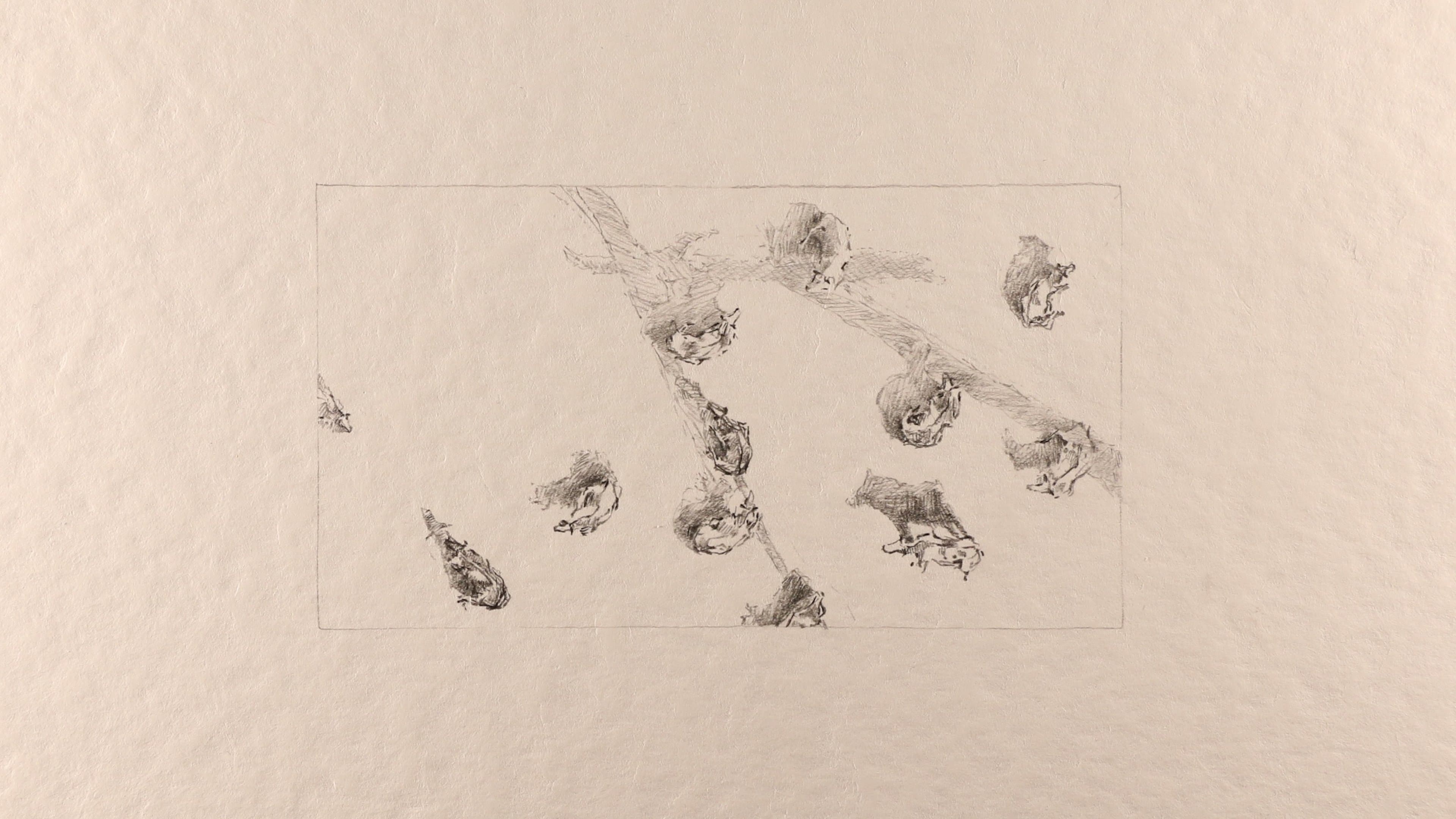 La bride - The dog's drama