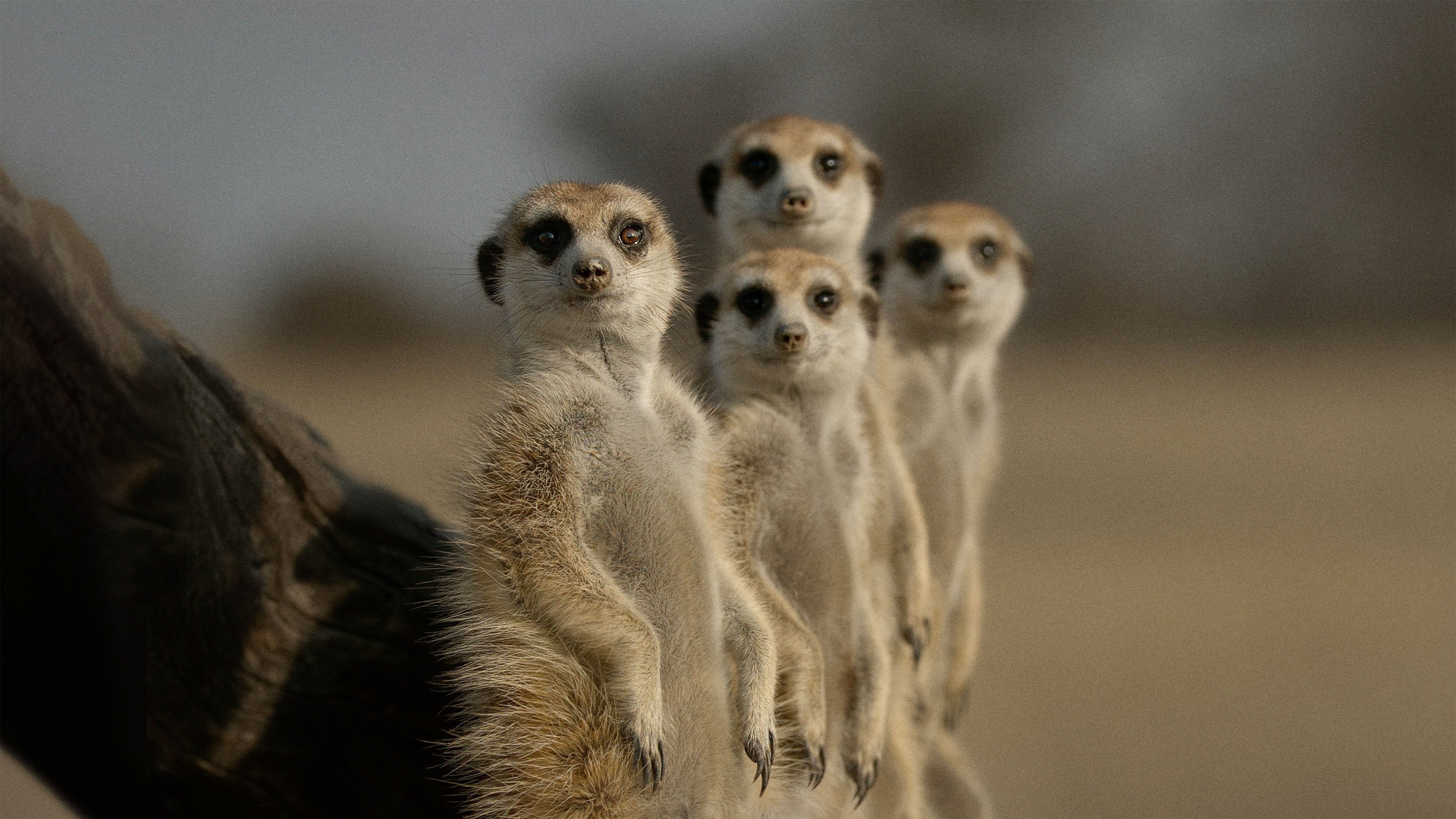 Das geheime Leben der Tiere