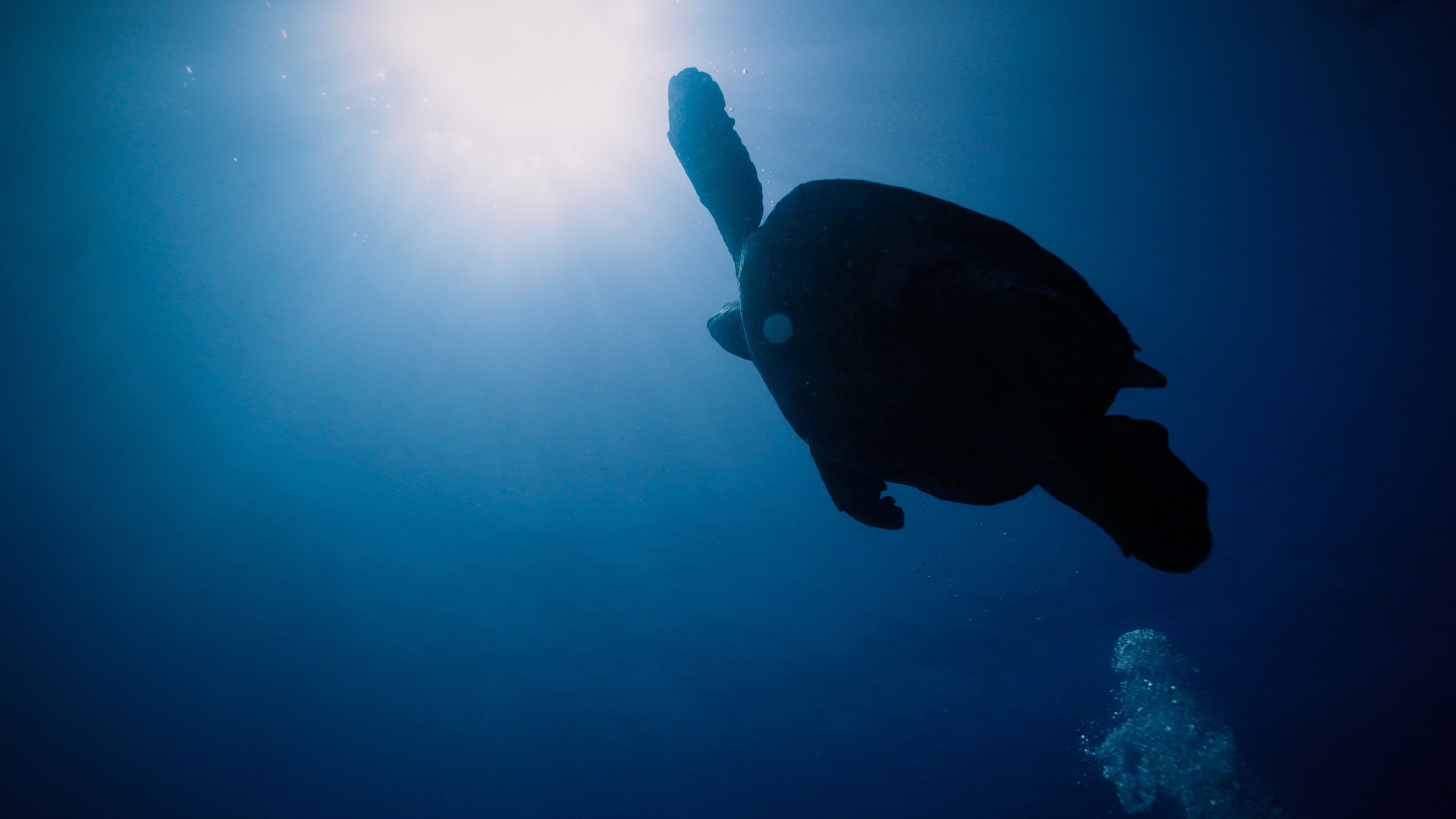 Return: Salvando a las Tortugas