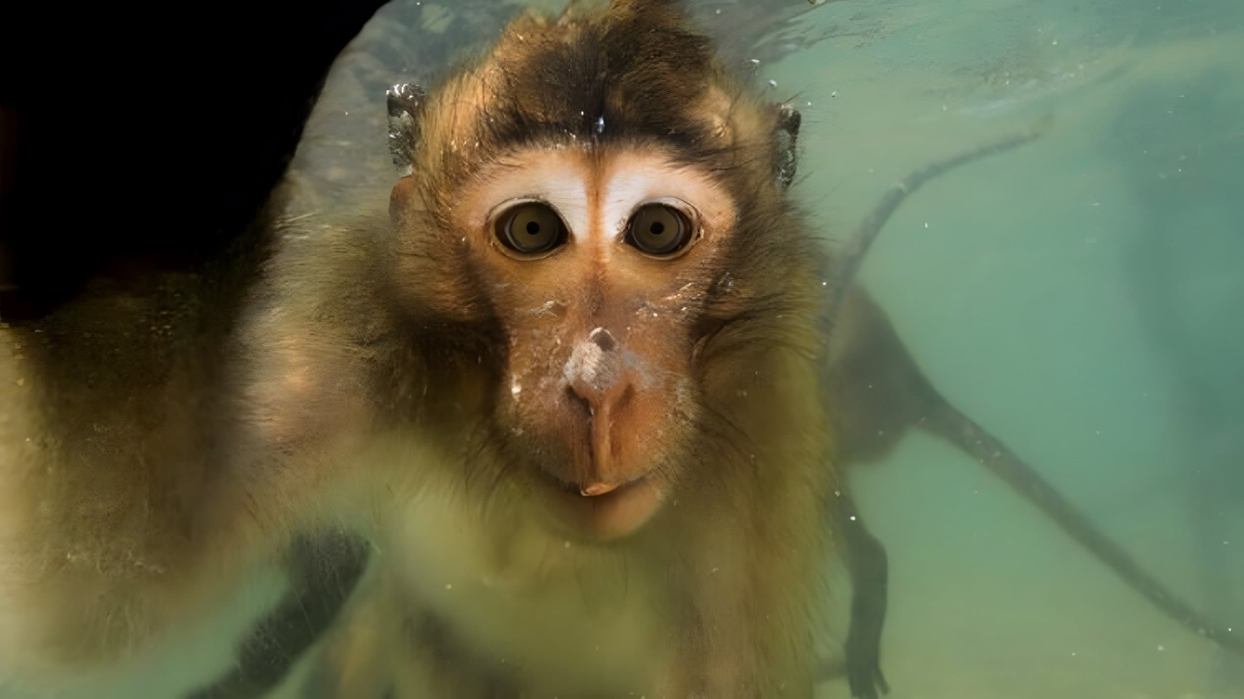 Affen in Thailand - Von wegen wasserscheu!