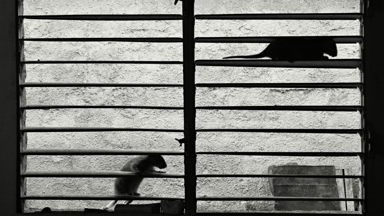 Assonnati sui caldi ginocchi