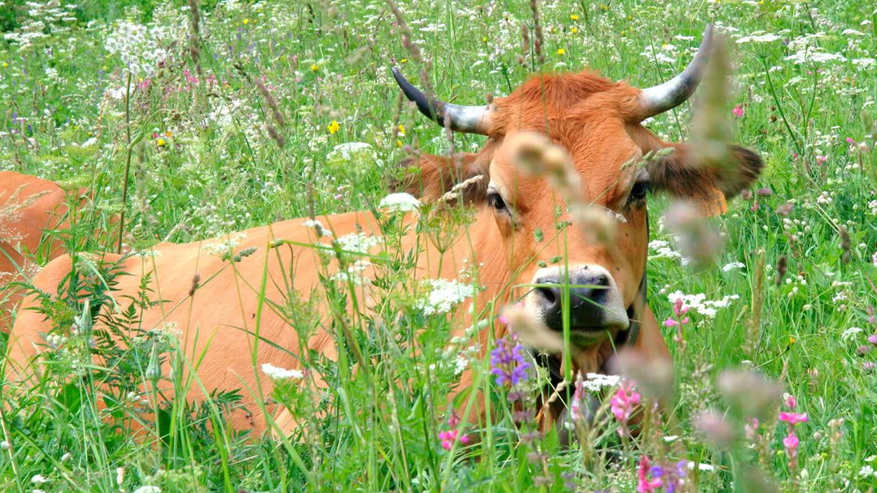 Au bonheur des vaches