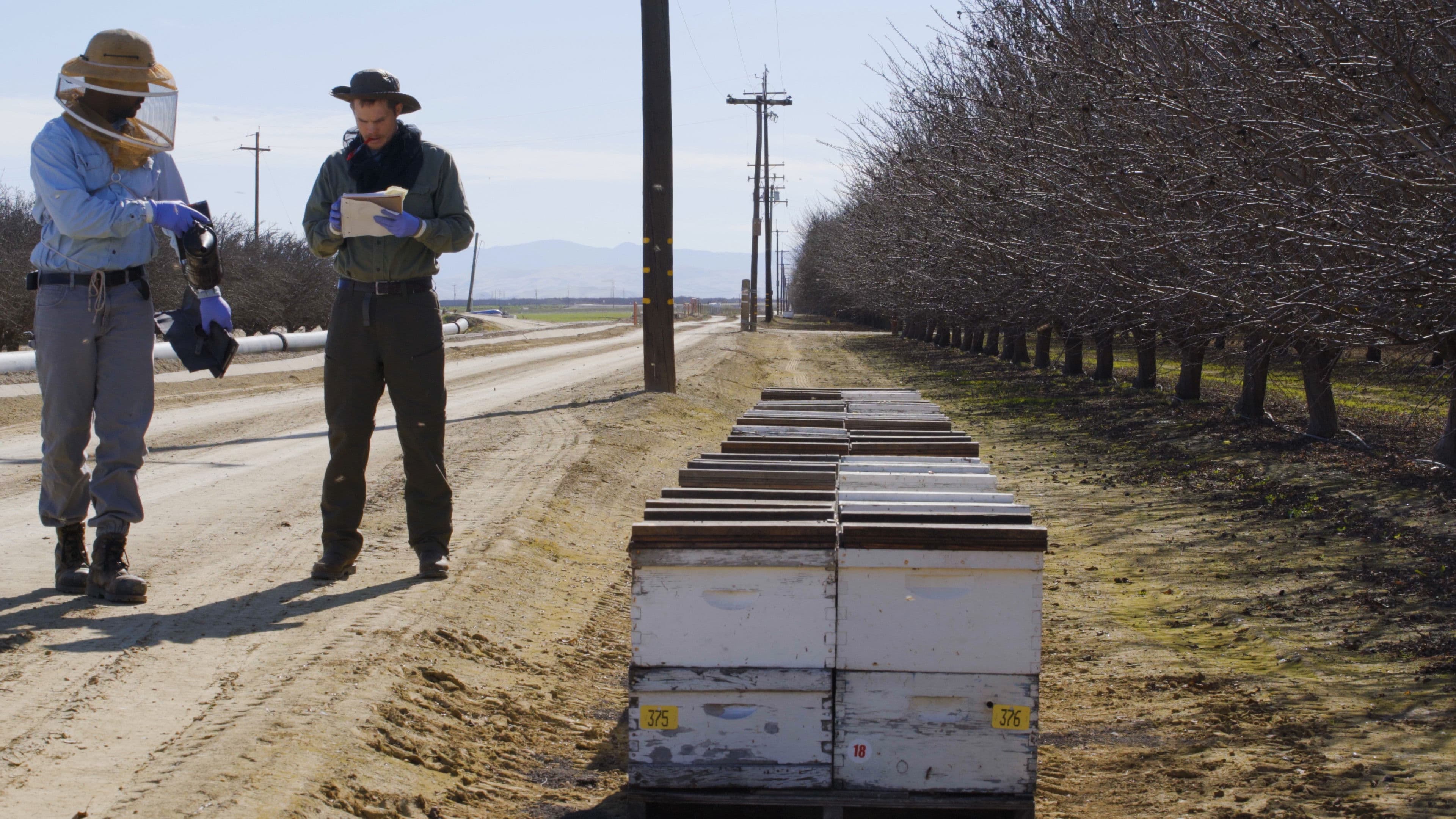 Une terre sans abeilles?