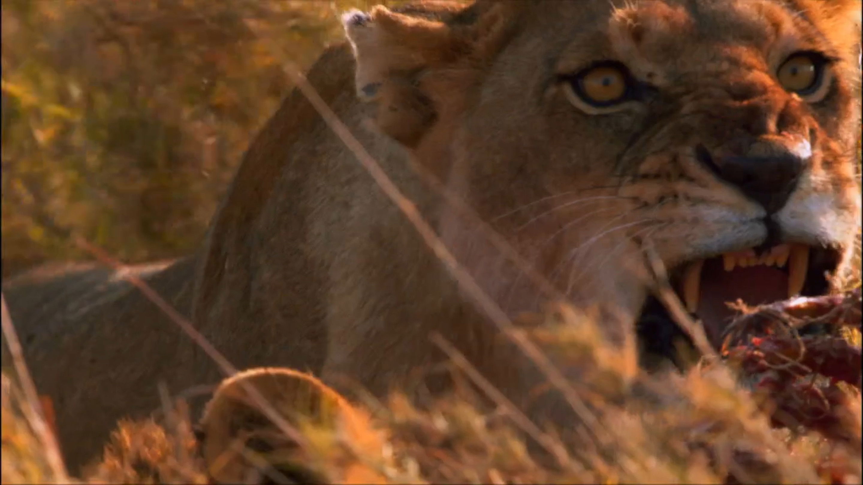 Das perfekte Löwen-Rudel