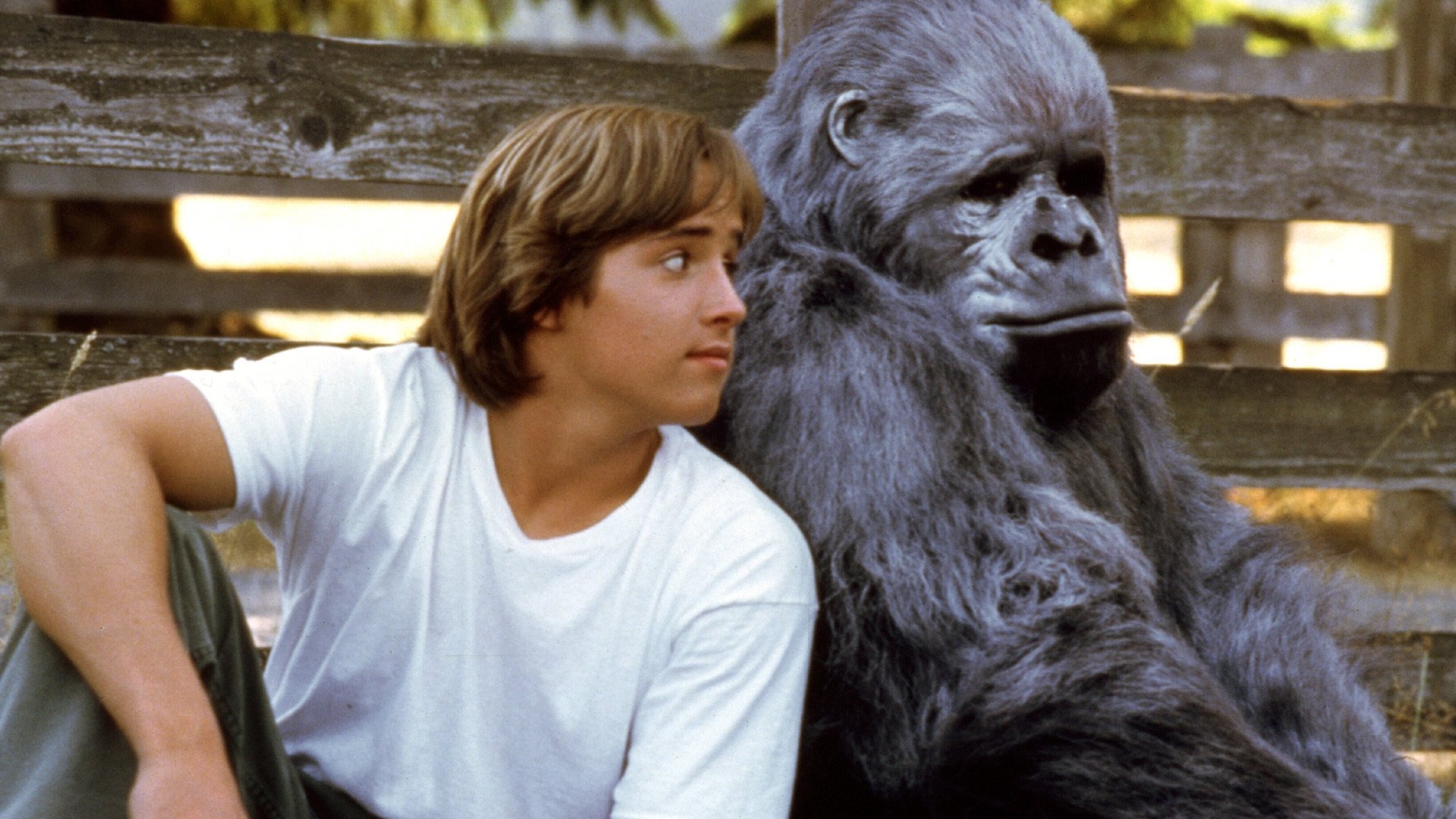 Gorilla auf der Flucht