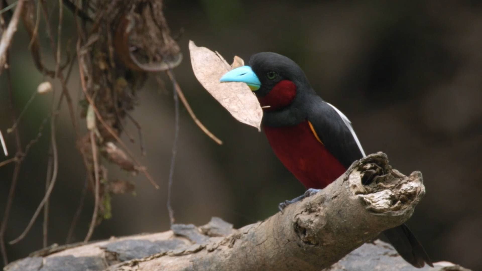 Bornéo, la forêt miraculée