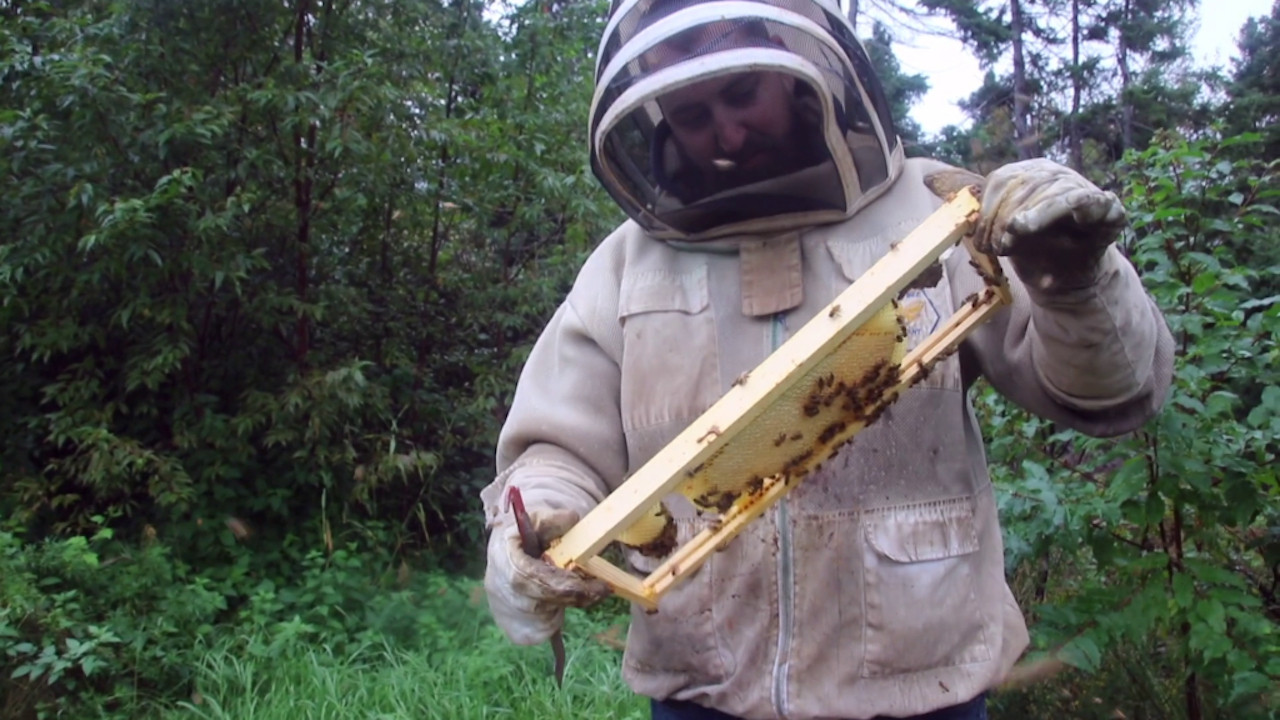 The Bearded Beekeeper