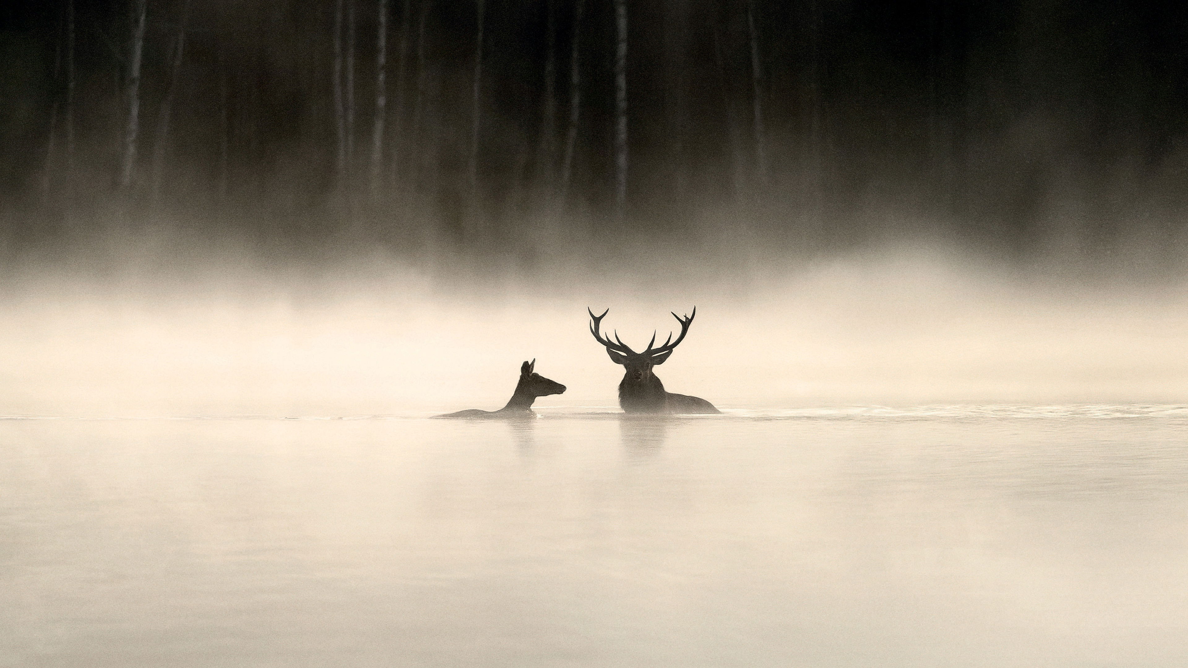 Das Flüstern der Wälder