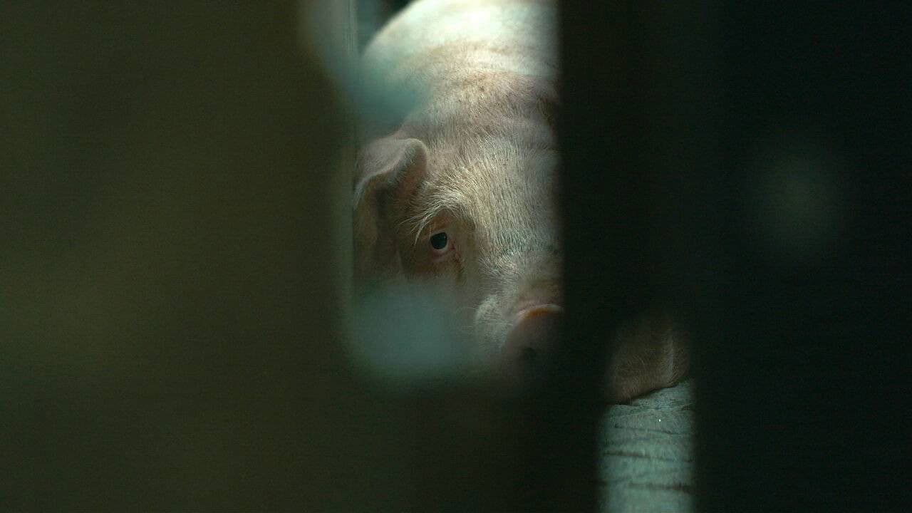 Tierleid vom Fließband