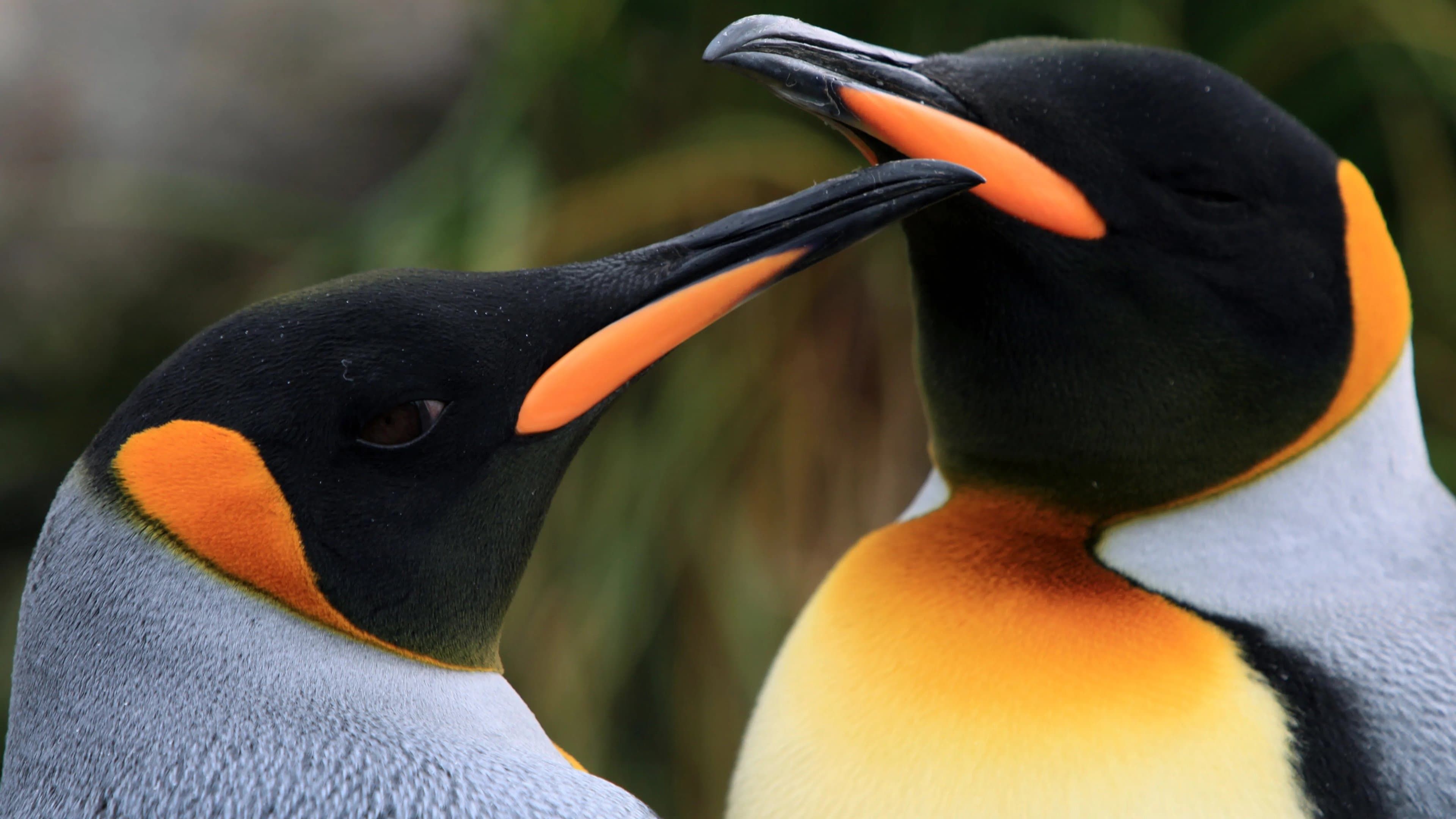 Ein Pinguin kommt selten allein