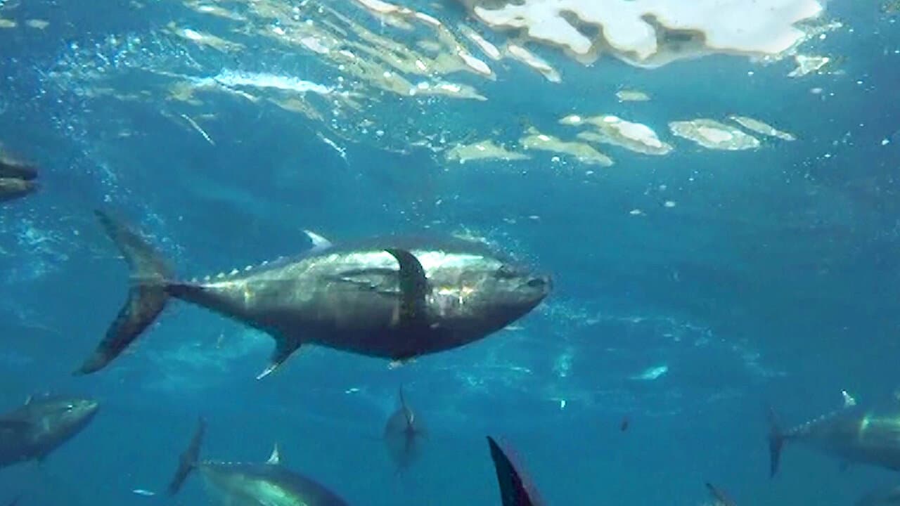 海を耕す者たち～近大マグロの歴史と未来～