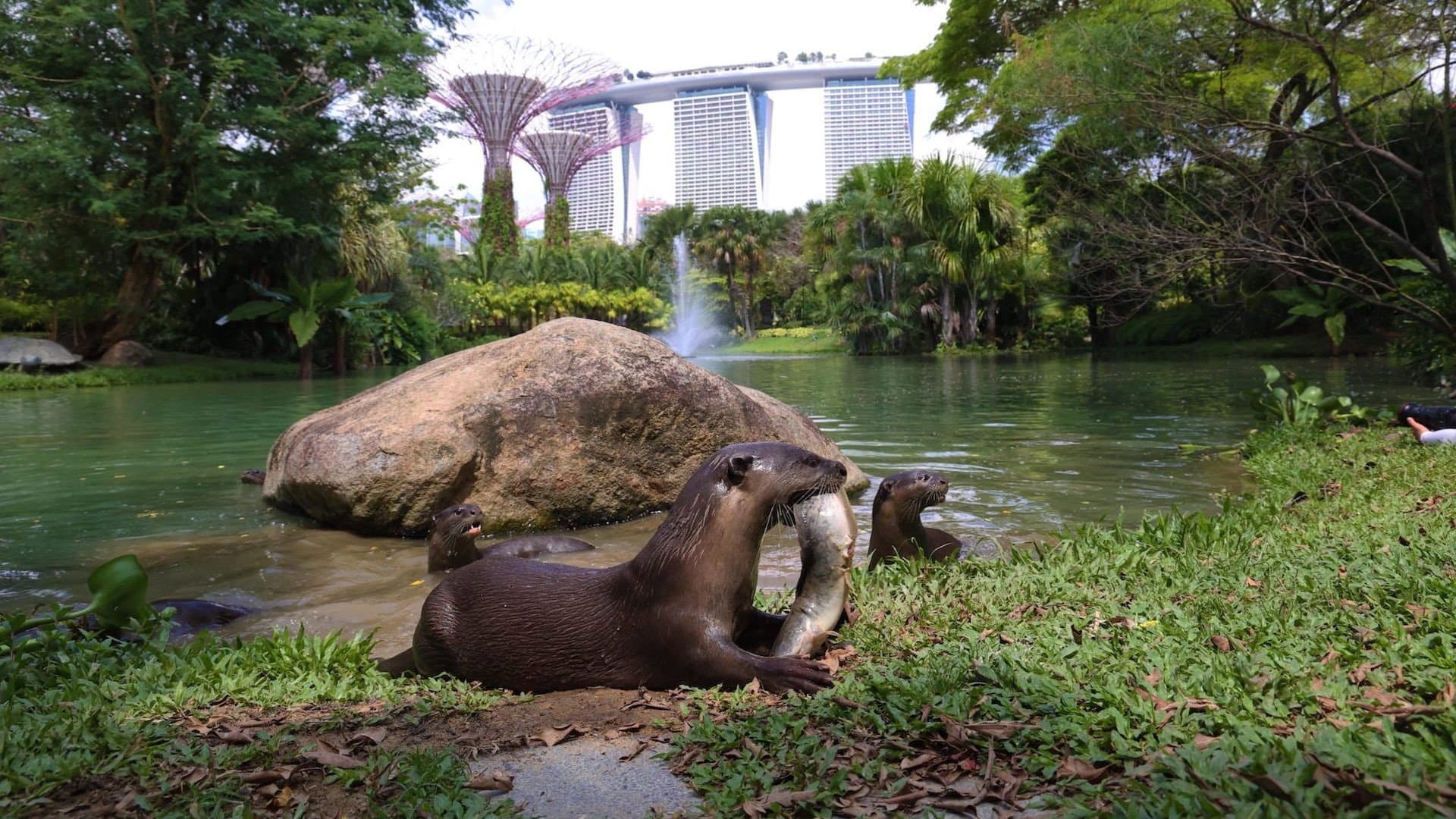 Großstadt-Otter