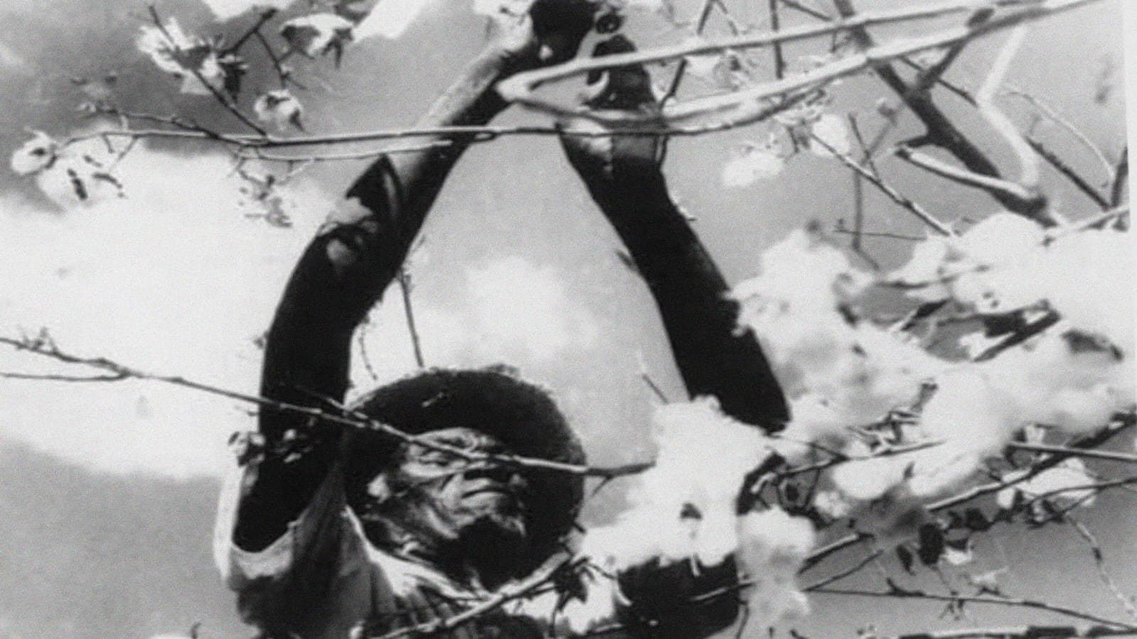 O País de São Saruê