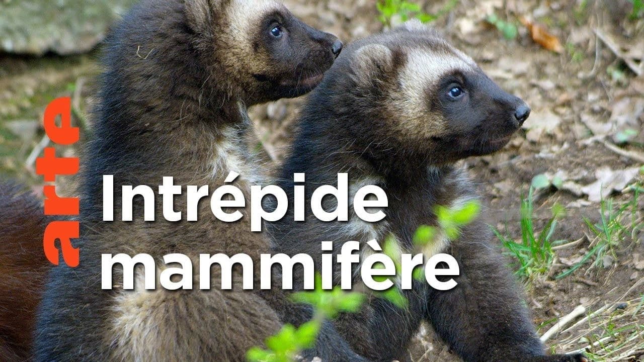 Le glouton, féroce prédateur du Nord