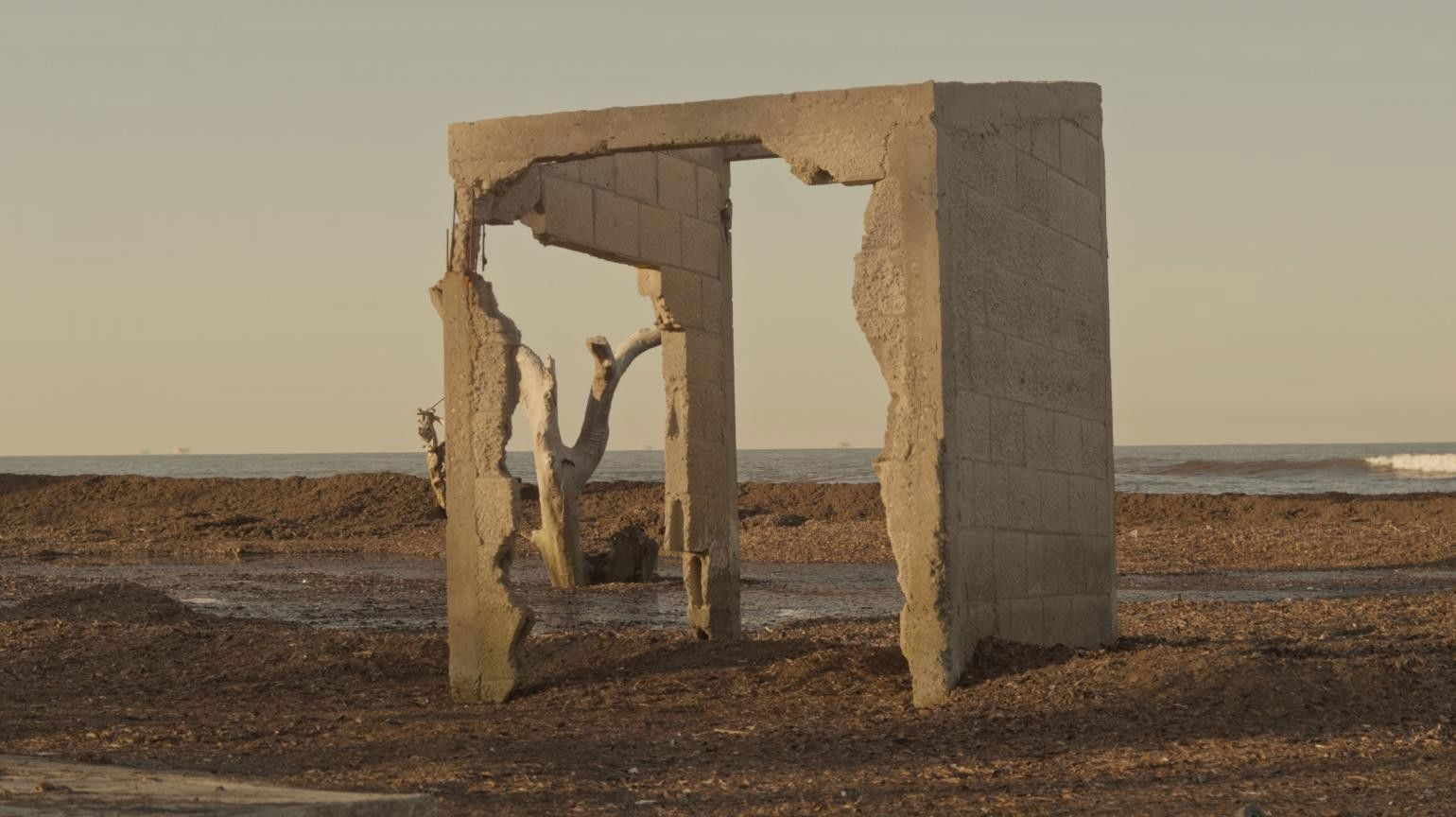 La marcha del liquen