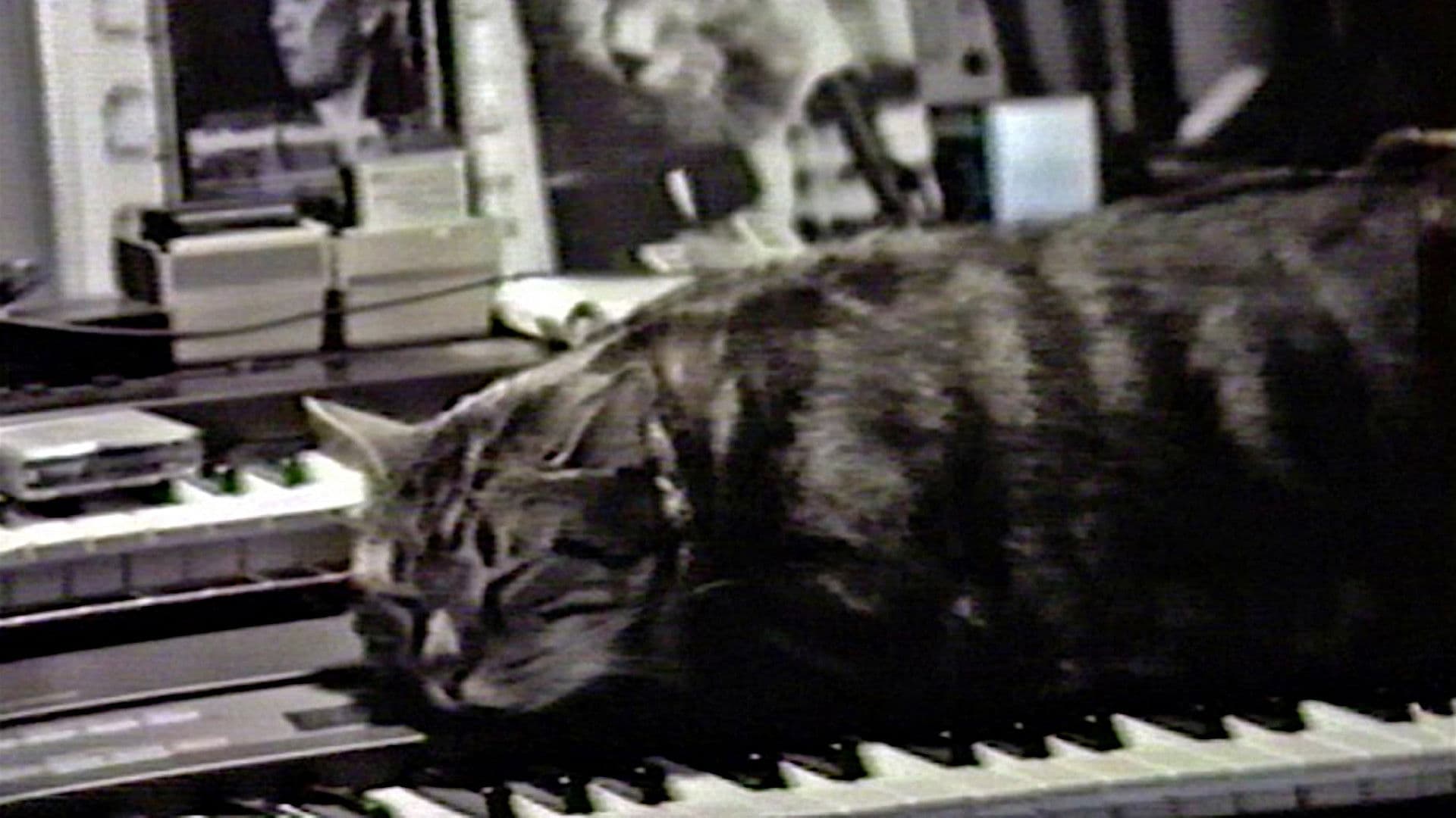 Chat écoutant de la musique