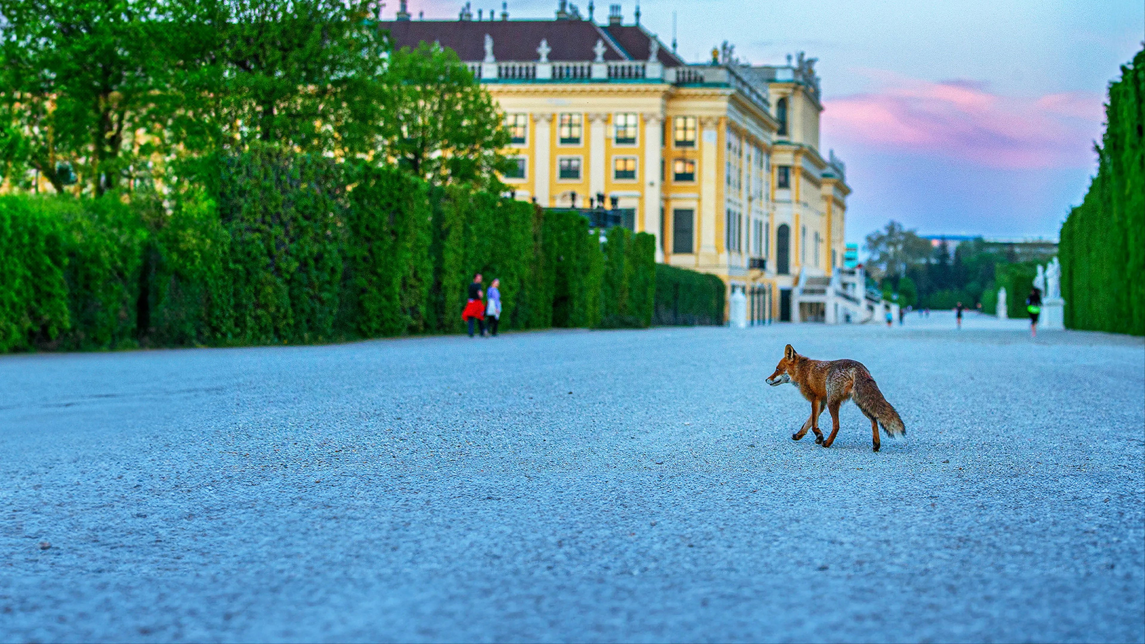 Wild Vienna