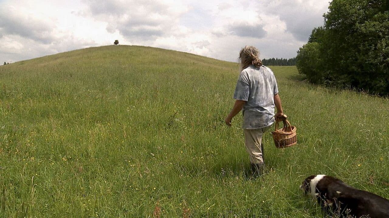 Auf der Suche nach Heilern