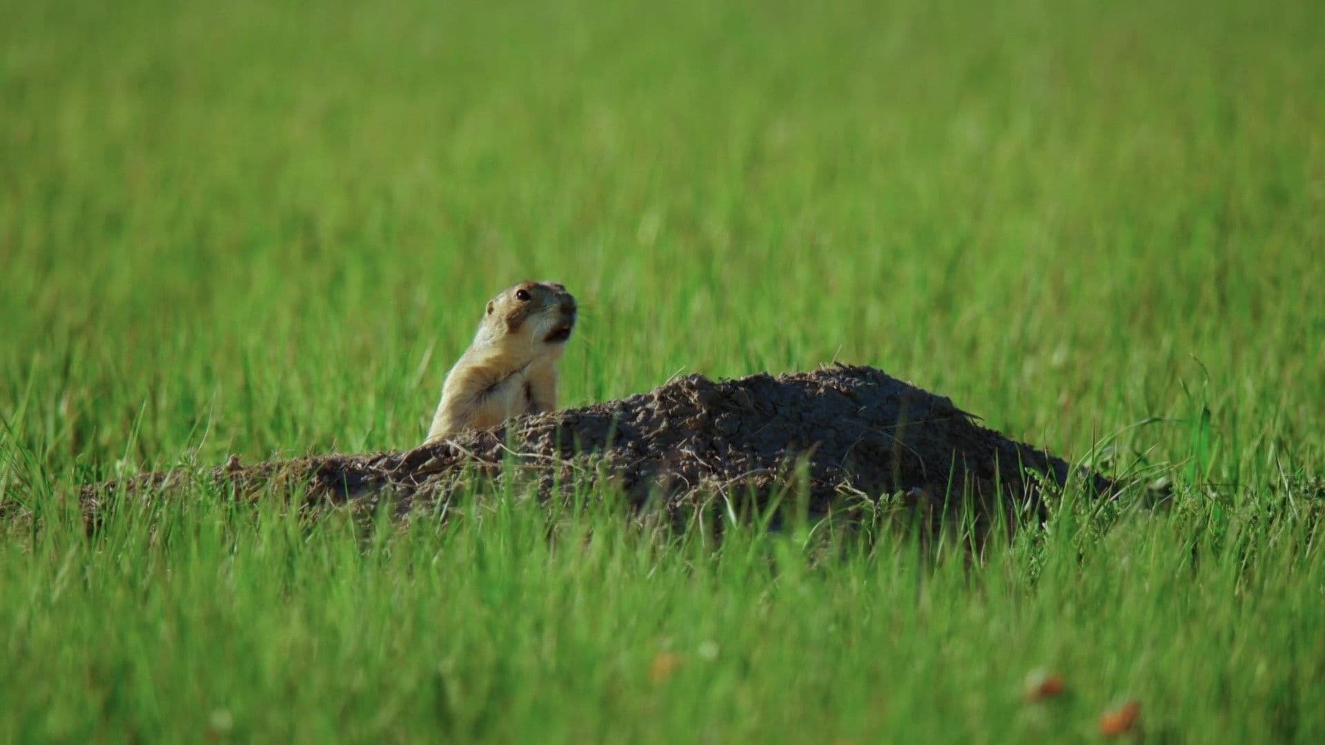 Il était une fois dans la prairie