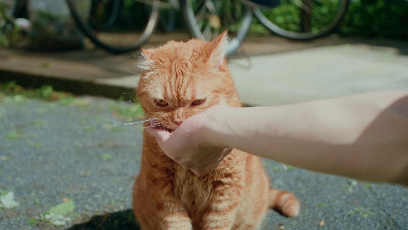 人違いから始まる恋もある