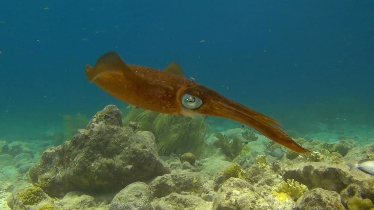 Fantastische Ozeane 3D