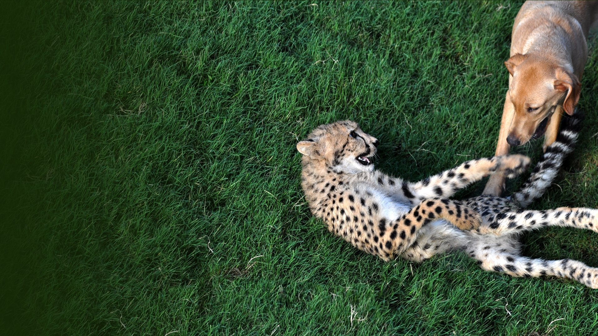 Tierische Freundschaften